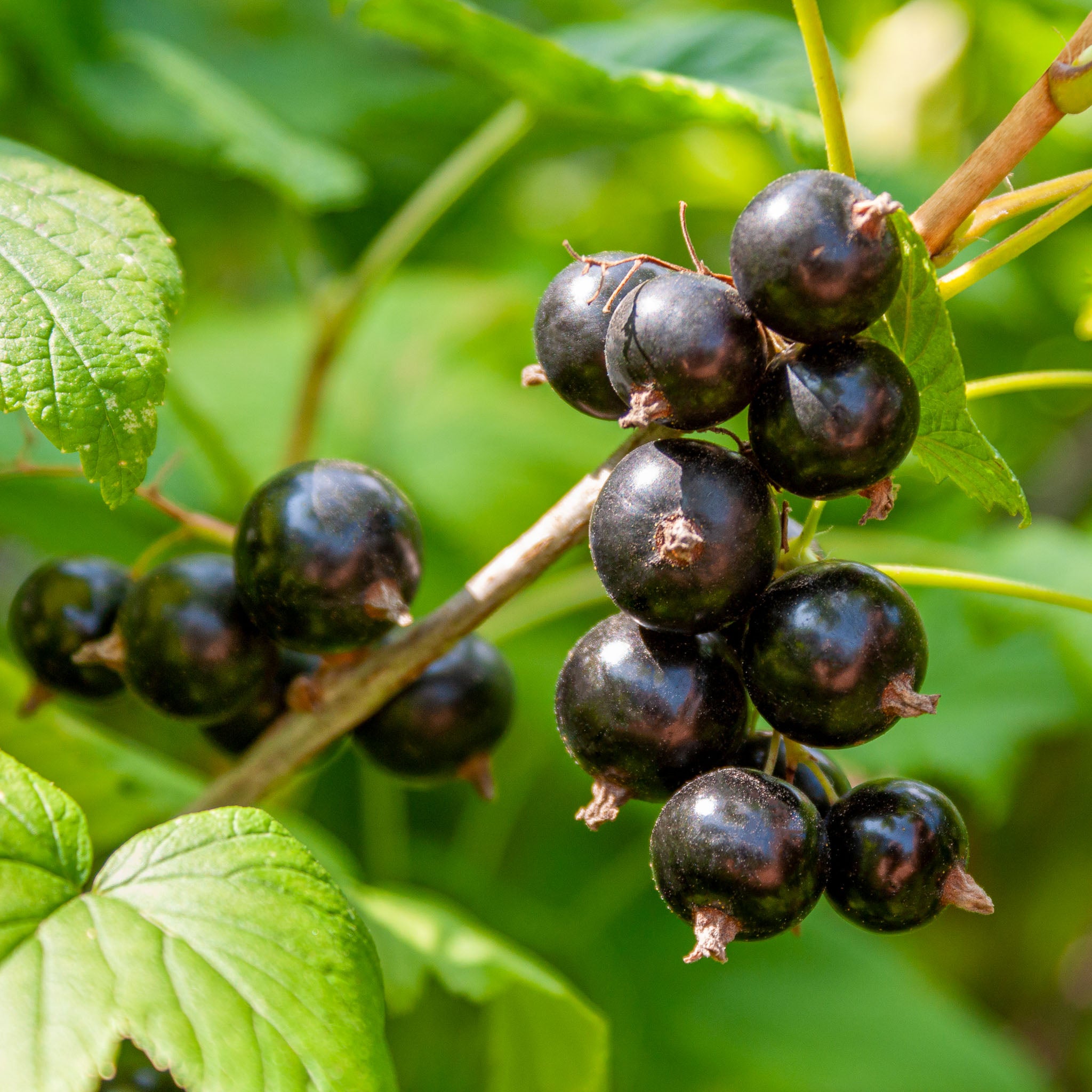 Schwarze Johannisbeere 'Titania'
