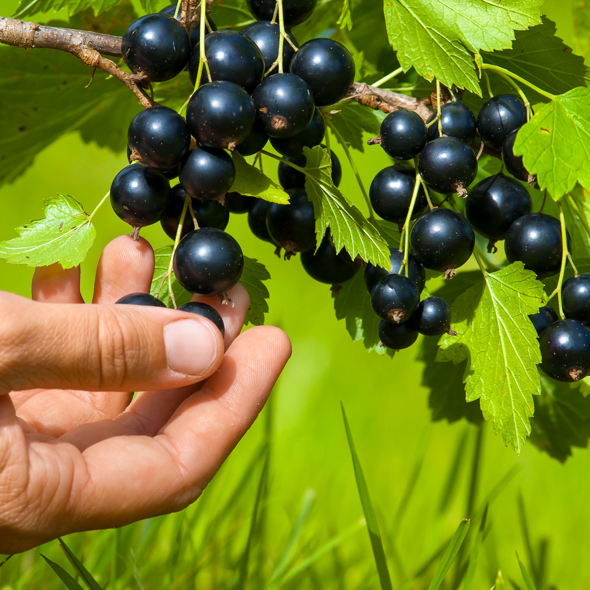 Schwarze Johannisbeere 'Tsema'