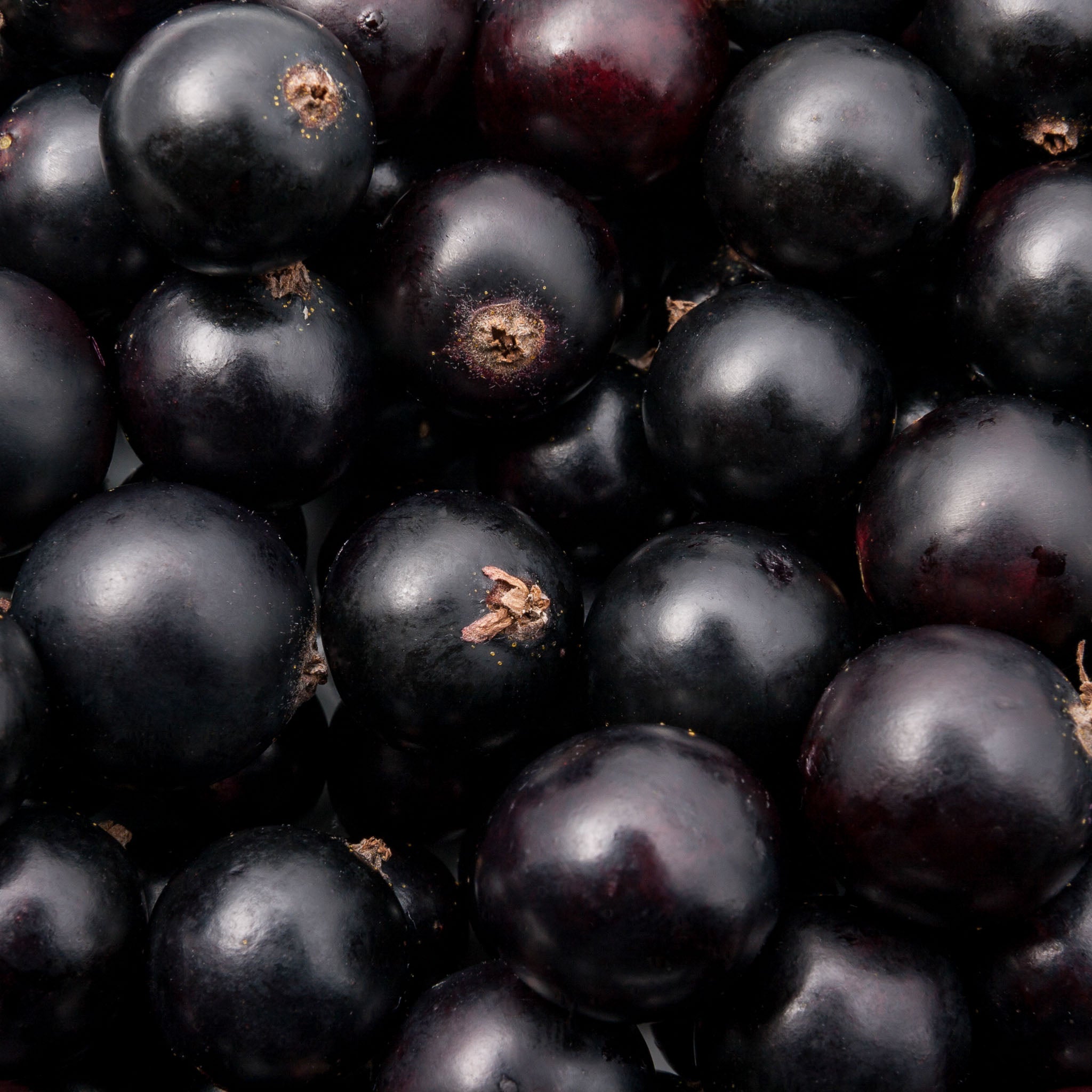 Schwarze Johannisbeere 'Tsema'