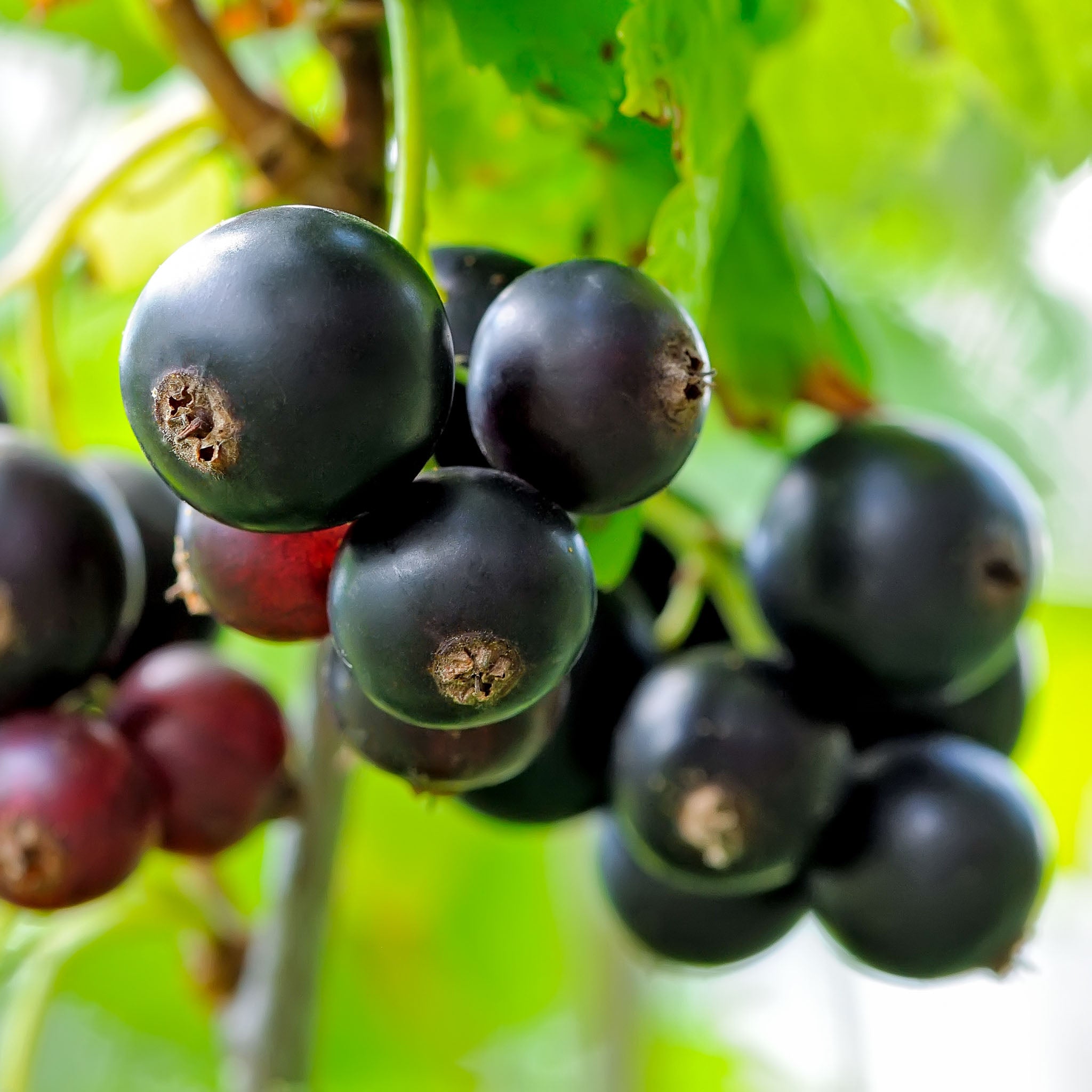 Schwarze Johannisbeere 'Tsema'