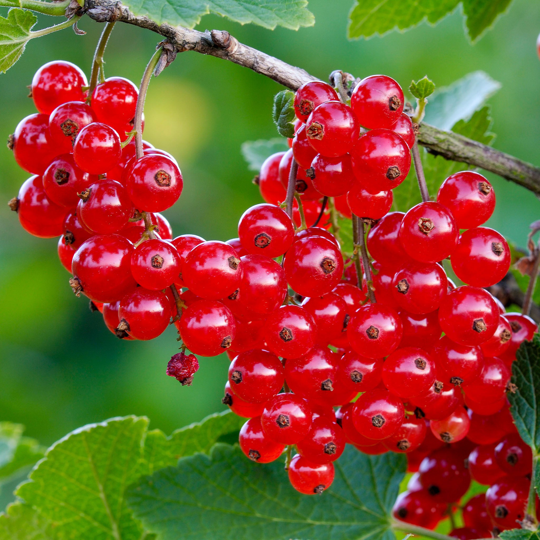 Rote Johannisbeere 'Jonkheer van Tets'