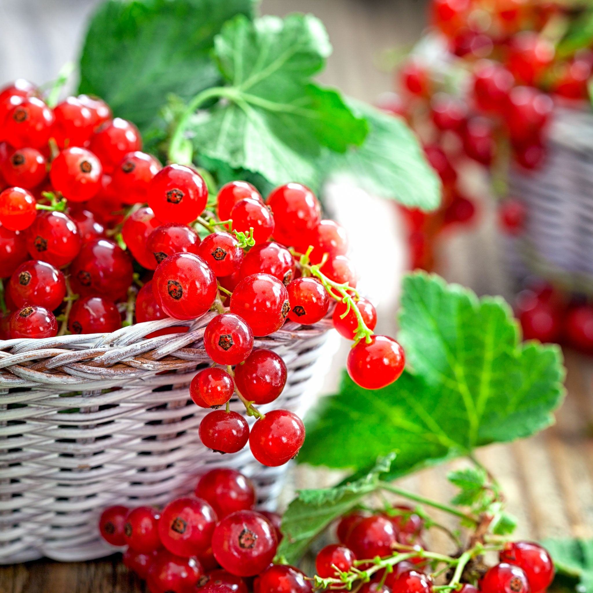 Rote Johannisbeere 'Jonkheer van Tets'