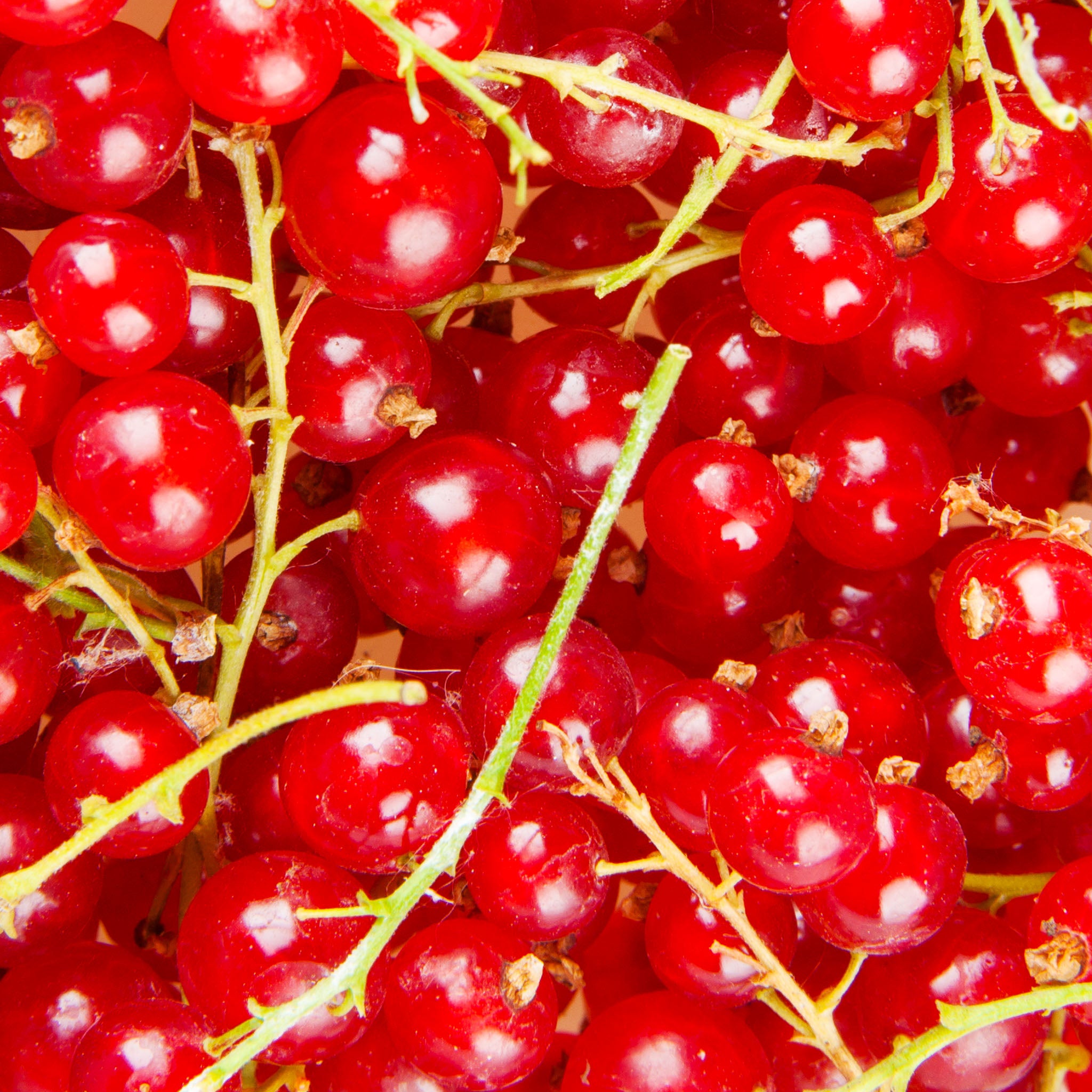 Rote Johannisbeere 'Jonkheer van Tets'