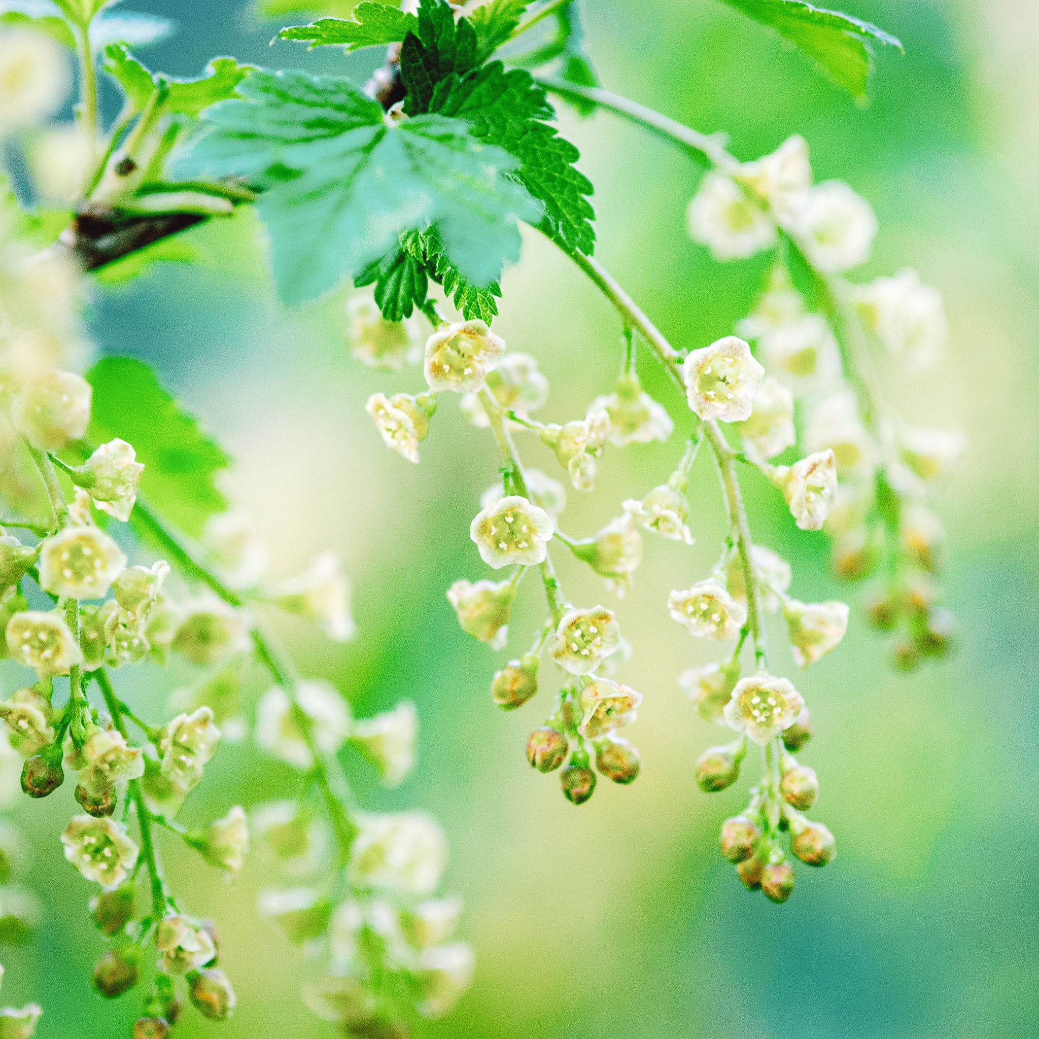 Rote Johannisbeere 'Lisette®'