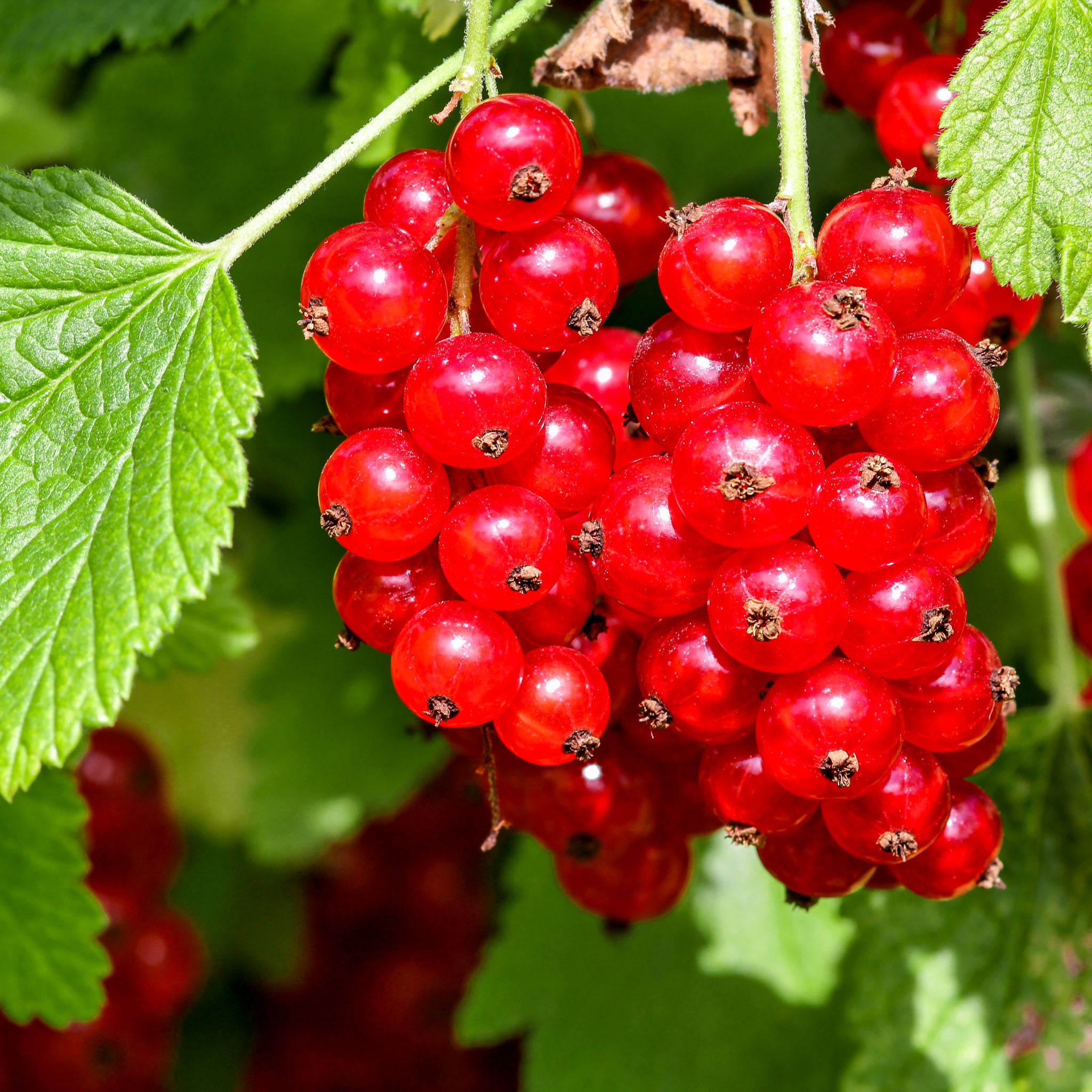 Rote Johannisbeere 'Lisette®'