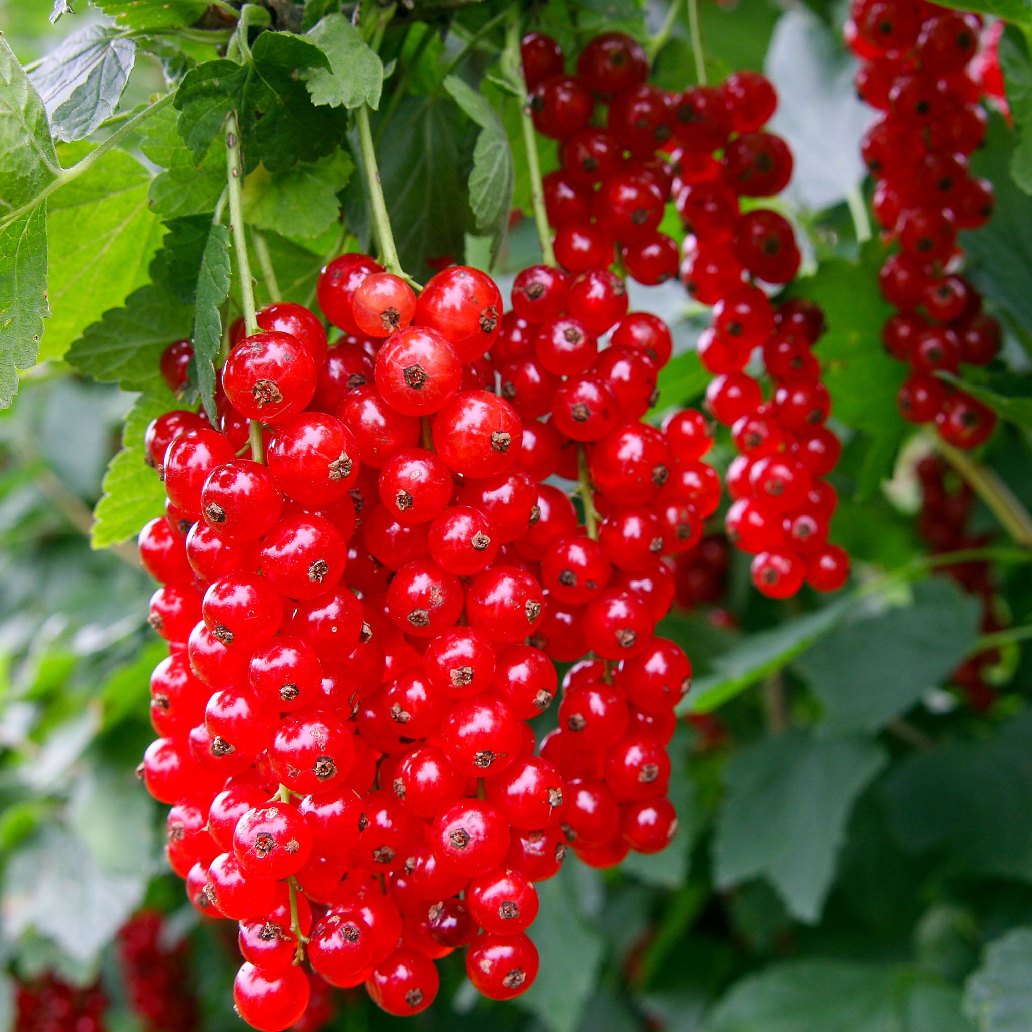 Rote Johannisbeere 'Sonette®'