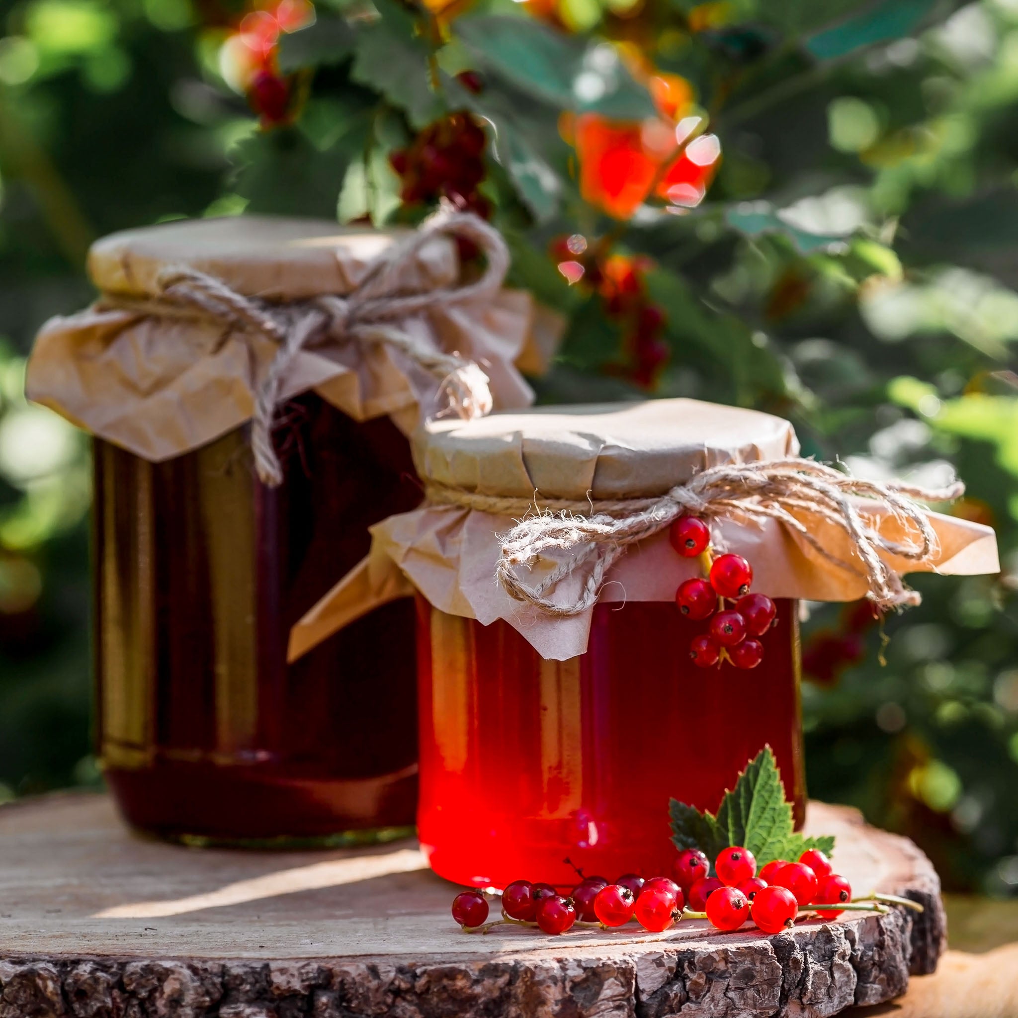 Rote Johannisbeere 'Sonette®'