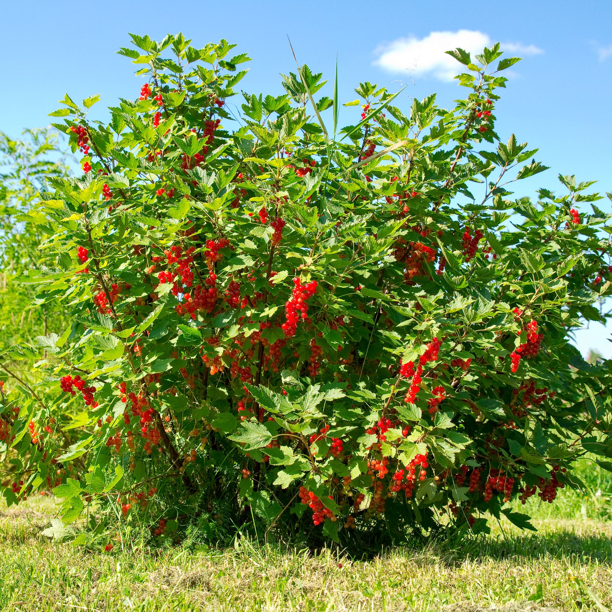 Rote Johannisbeere 'Sonette®'