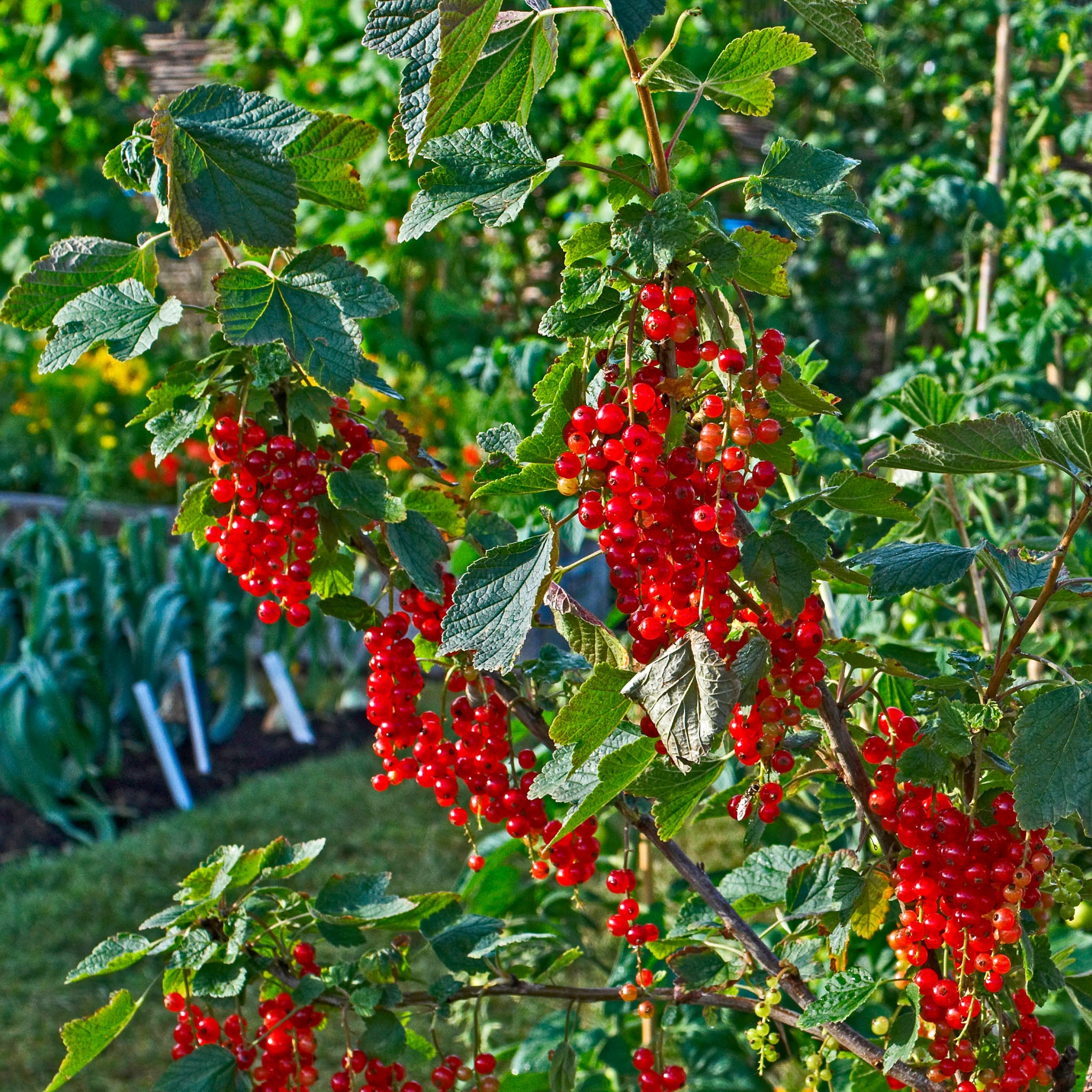 Rote Johannisbeere 'Sonette®'