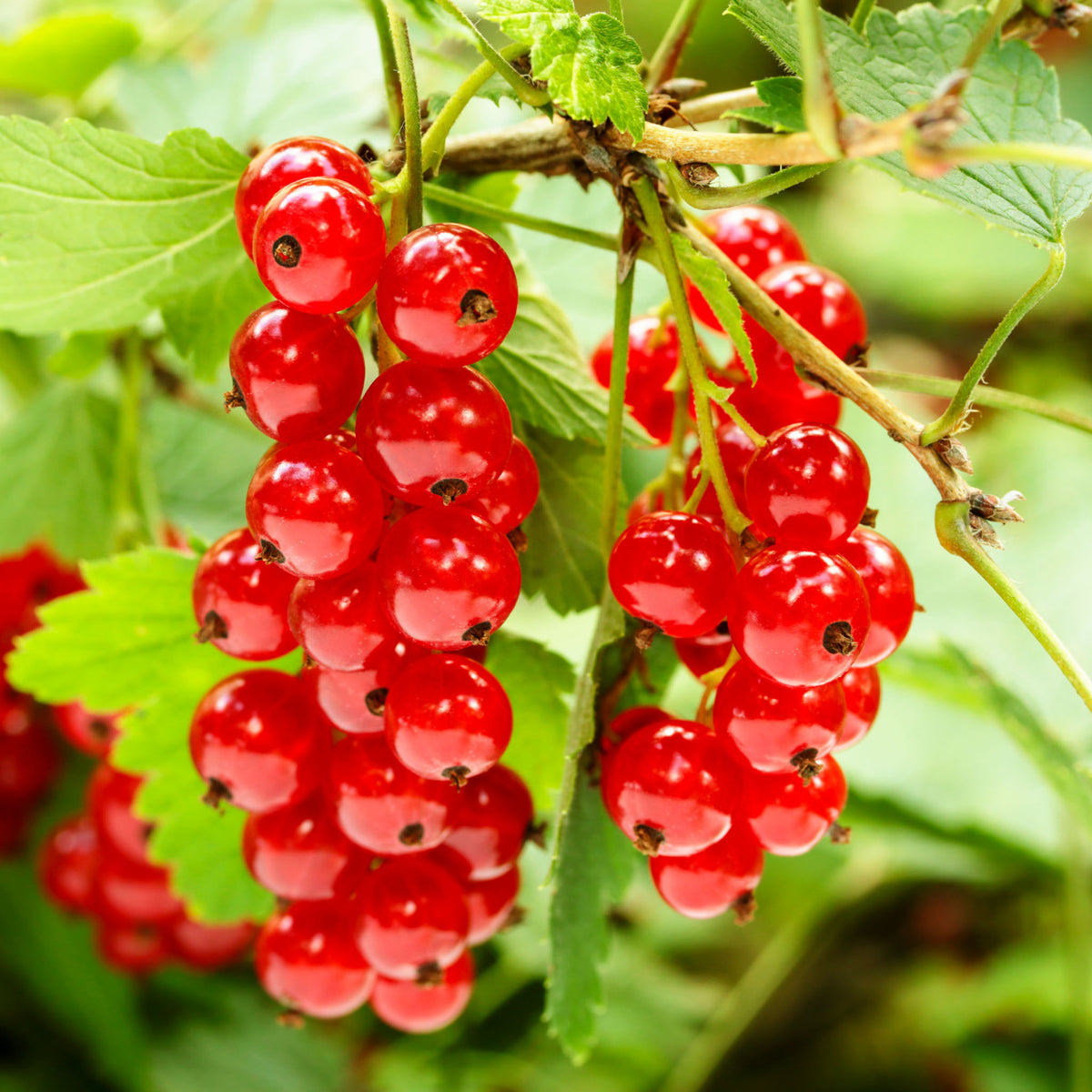Rote Johannisbeere 'Rolan'