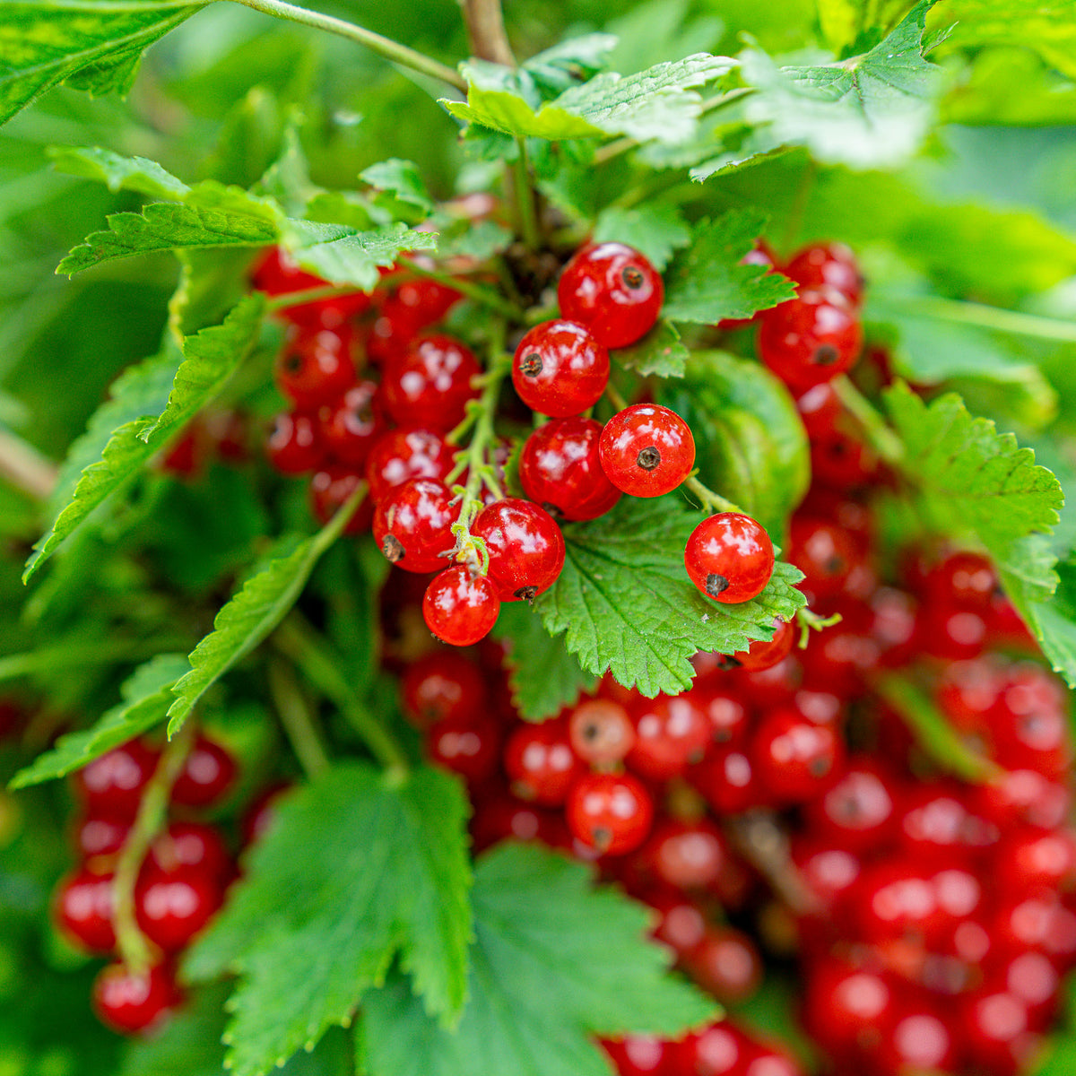 Rote Johannisbeere 'Rolan'
