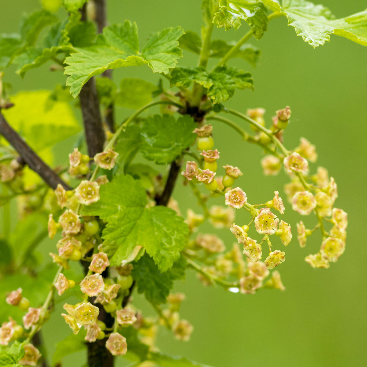 Rote Johannisbeere 'Rolan'