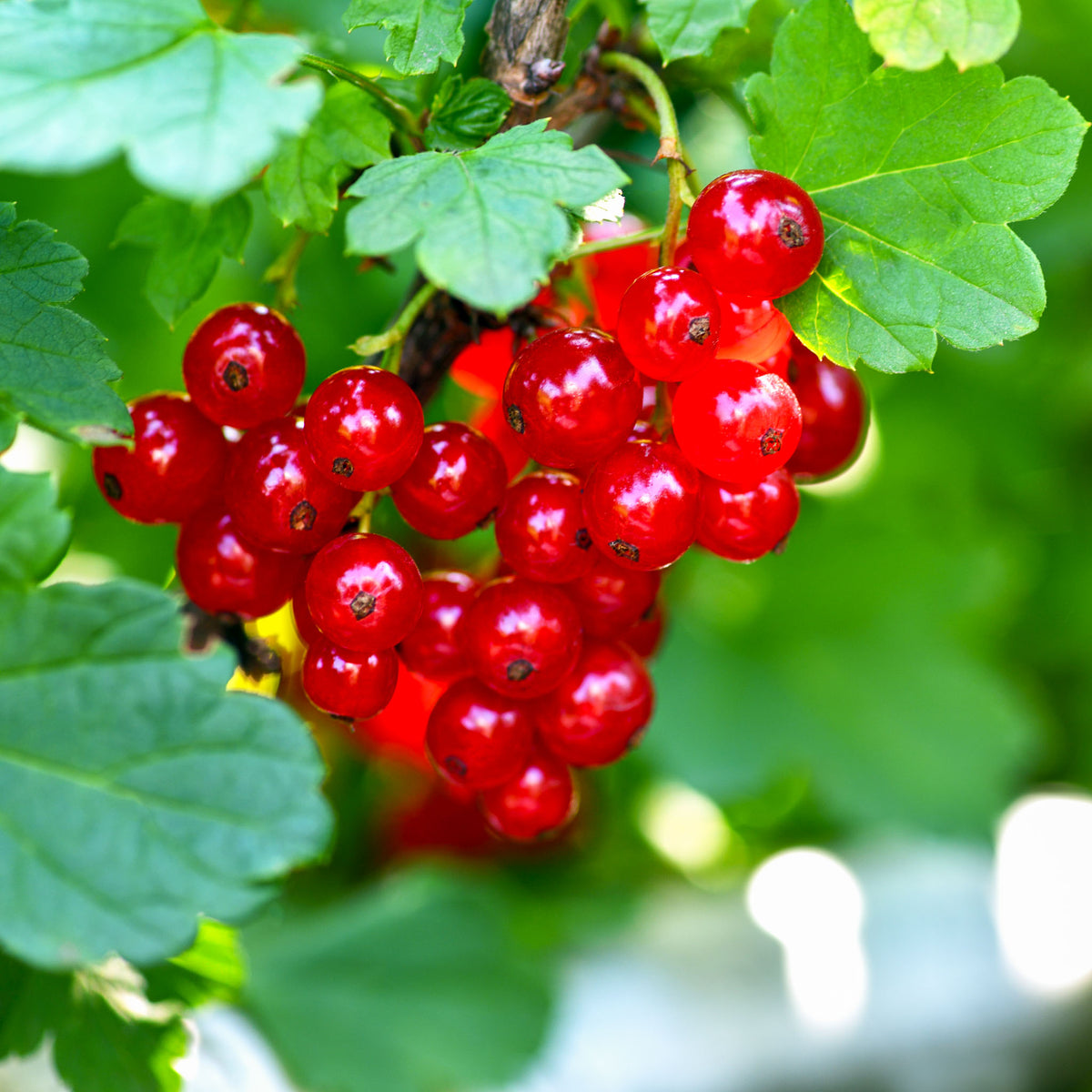 Rote Johannisbeere 'Rolan'