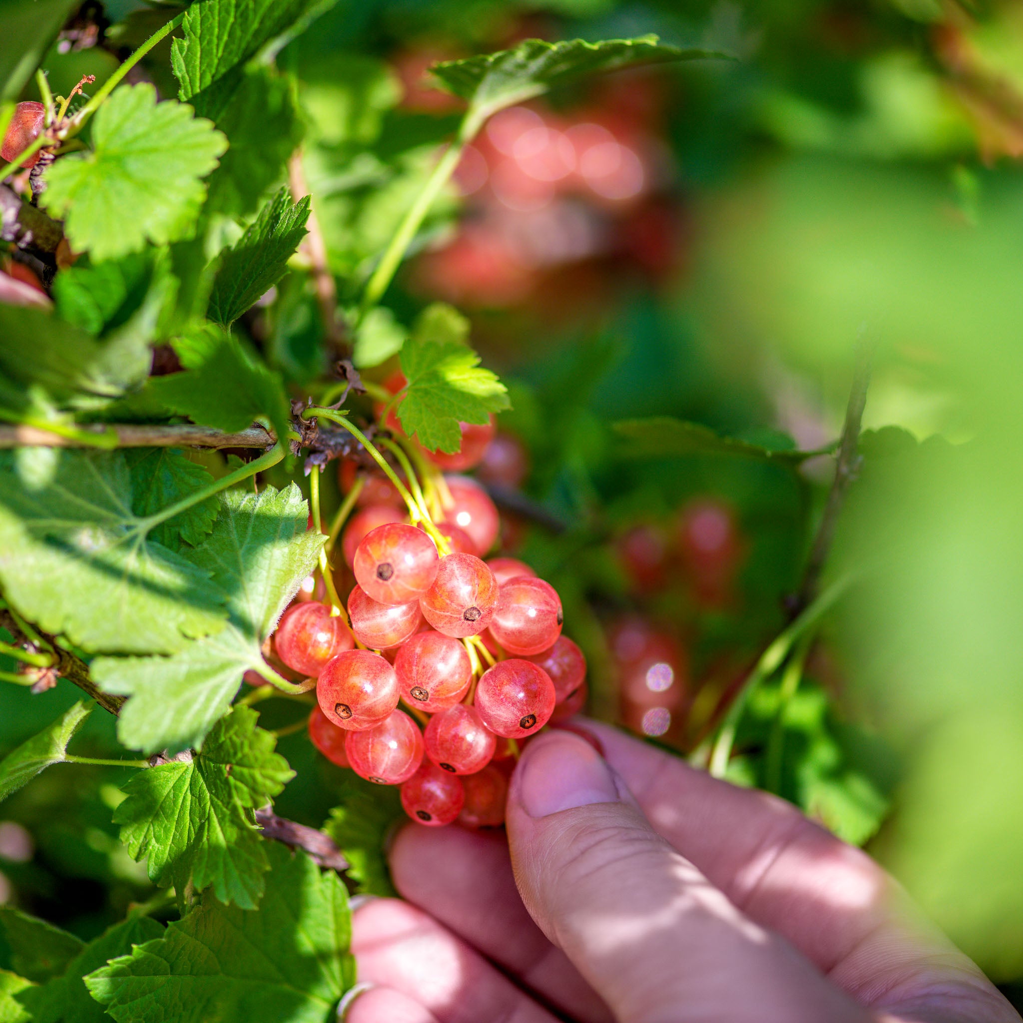 Rote Johannisbeere 'Rosetta'
