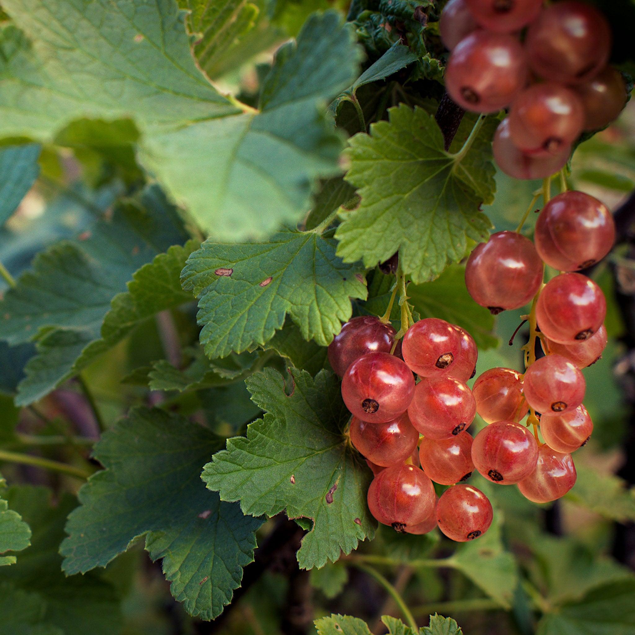 Rote Johannisbeere 'Rosetta'