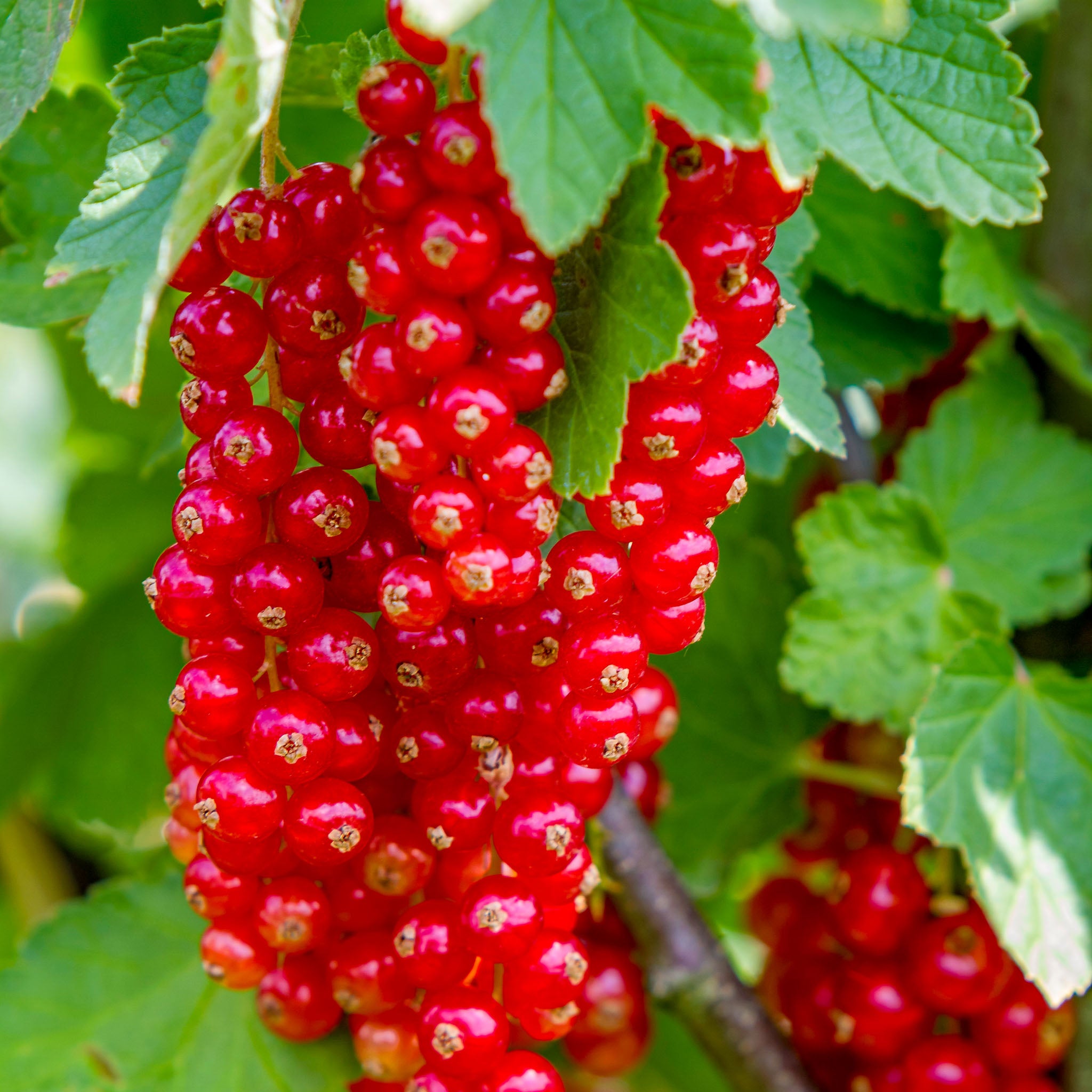 Rote Johannisbeere 'Rovada'