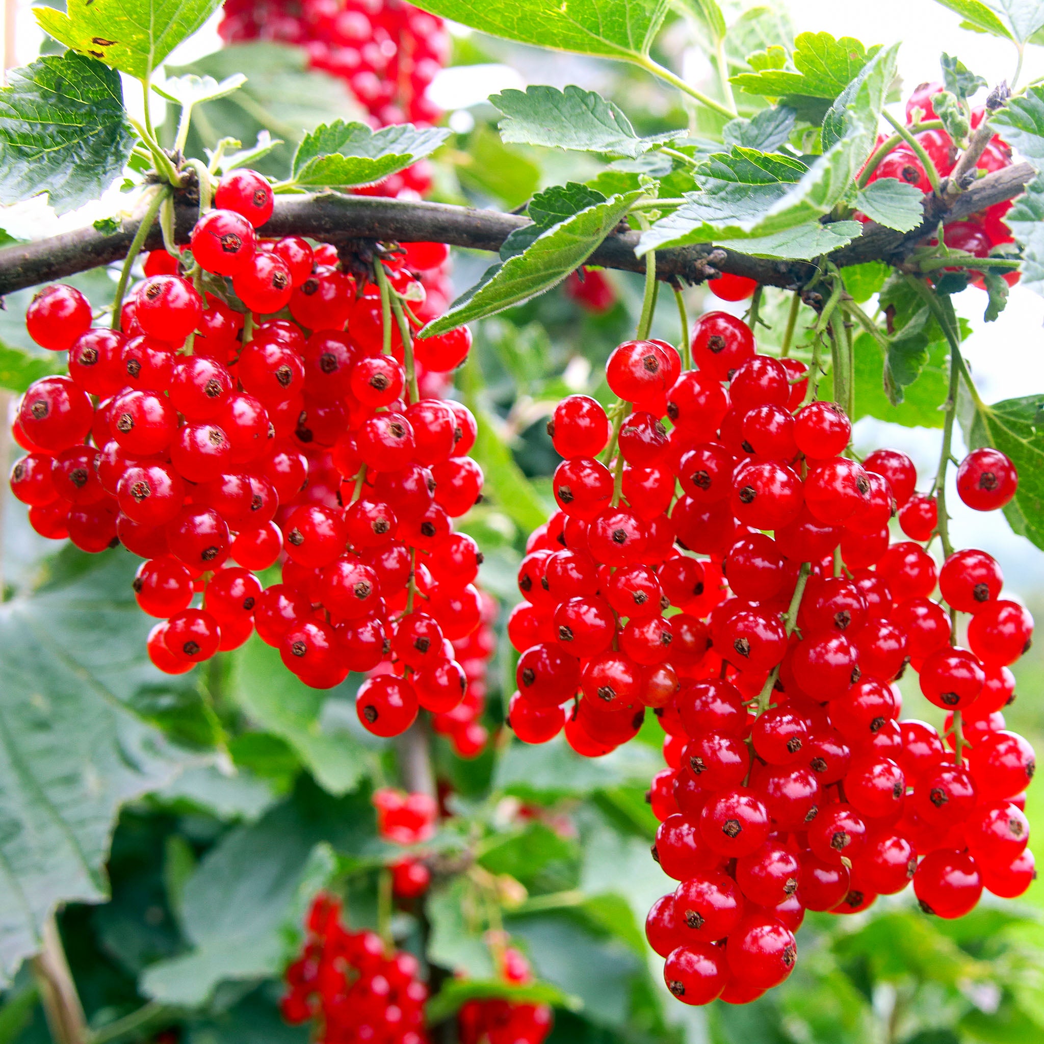 Rote Johannisbeere 'Rovada'