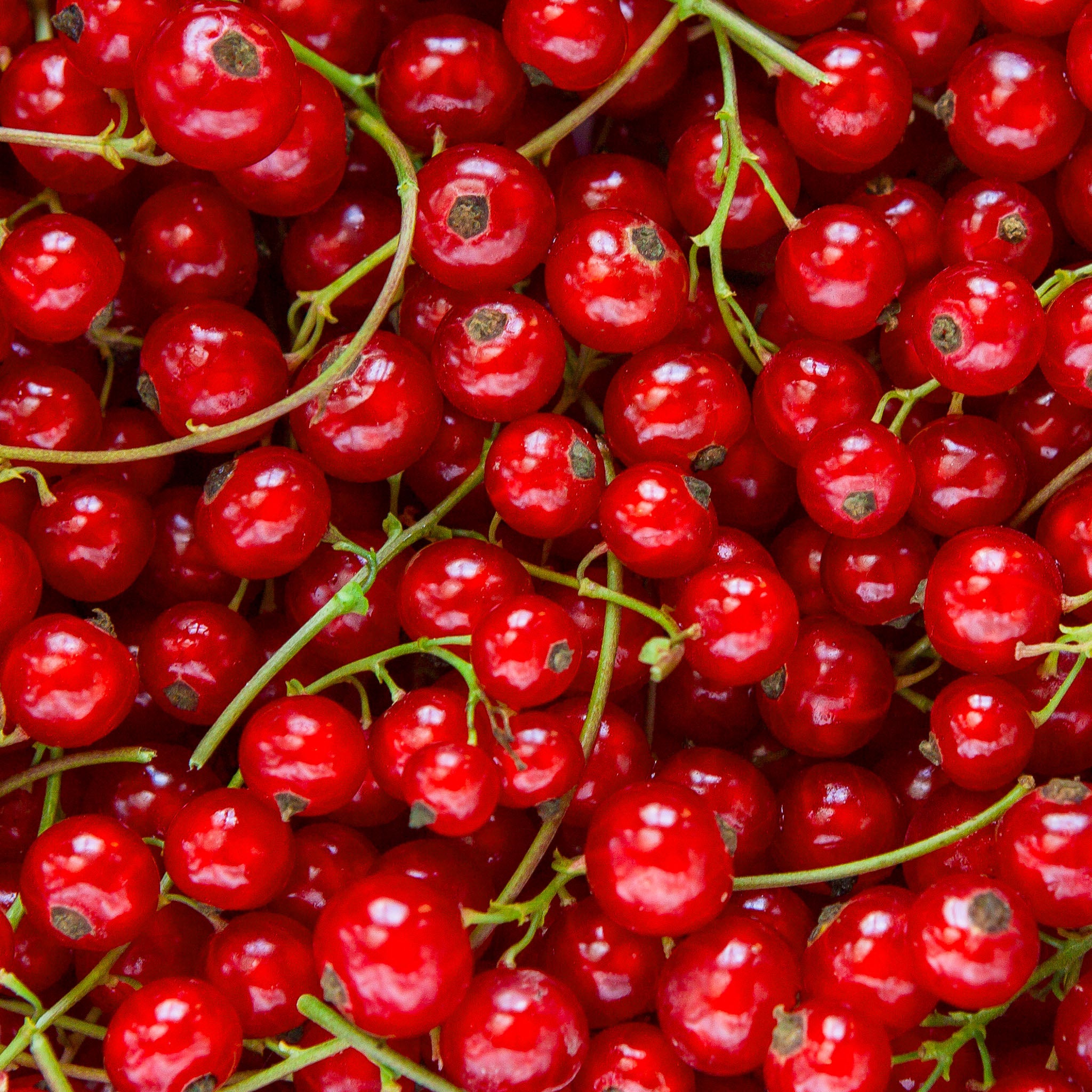 Rote Johannisbeere 'Rovada'