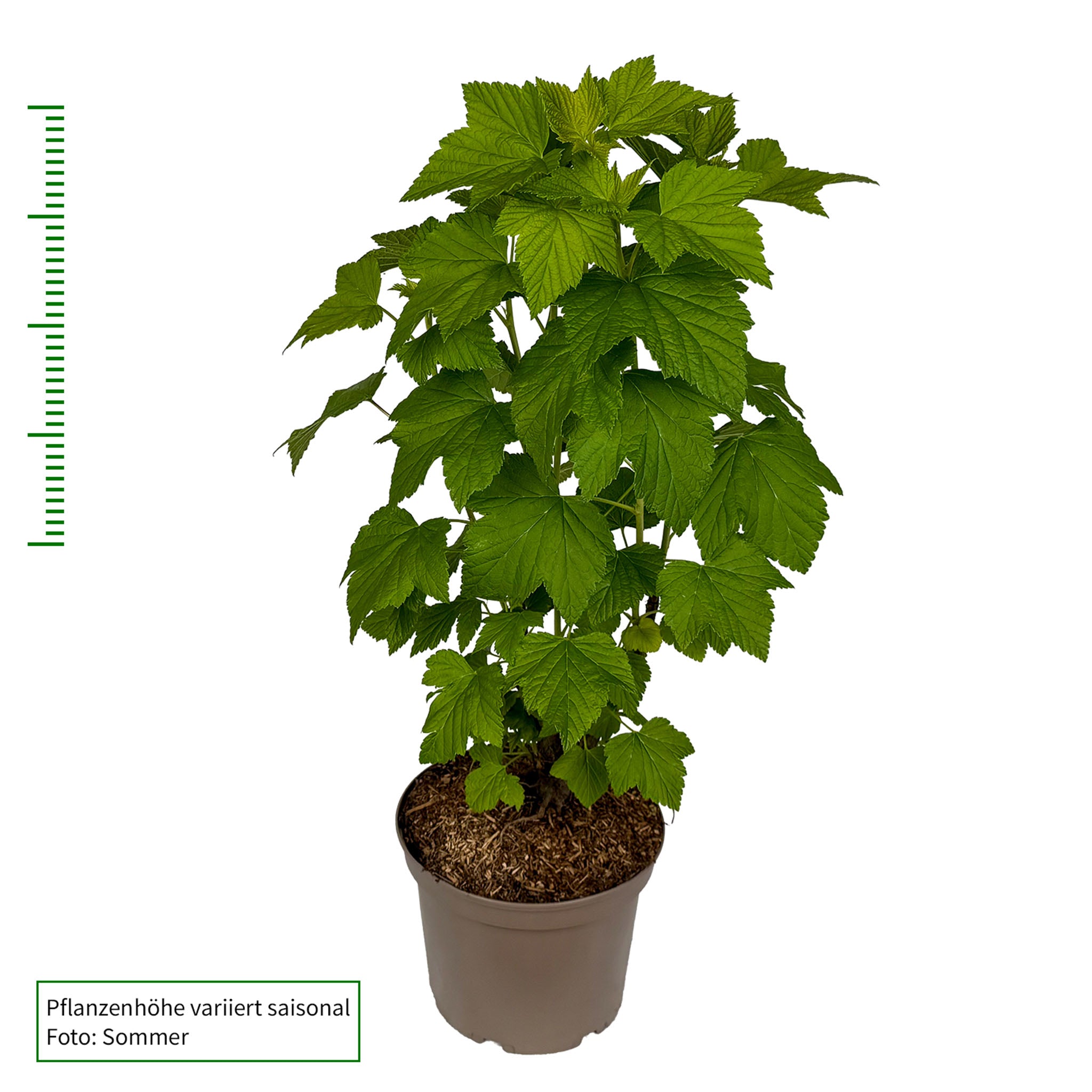 Rote Johannisbeere 'Rovada'