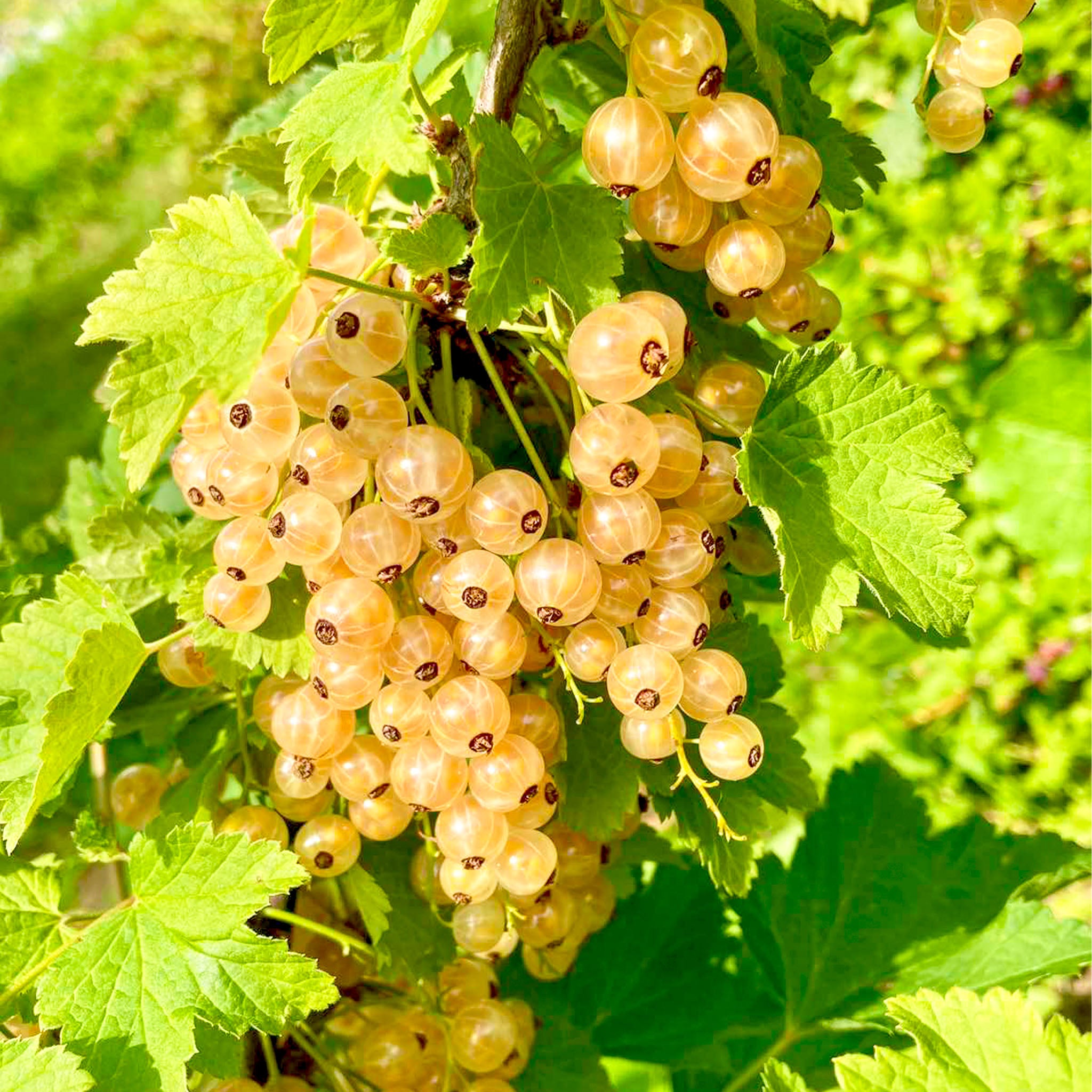 Weiße Johannisbeere 'Werdavia'