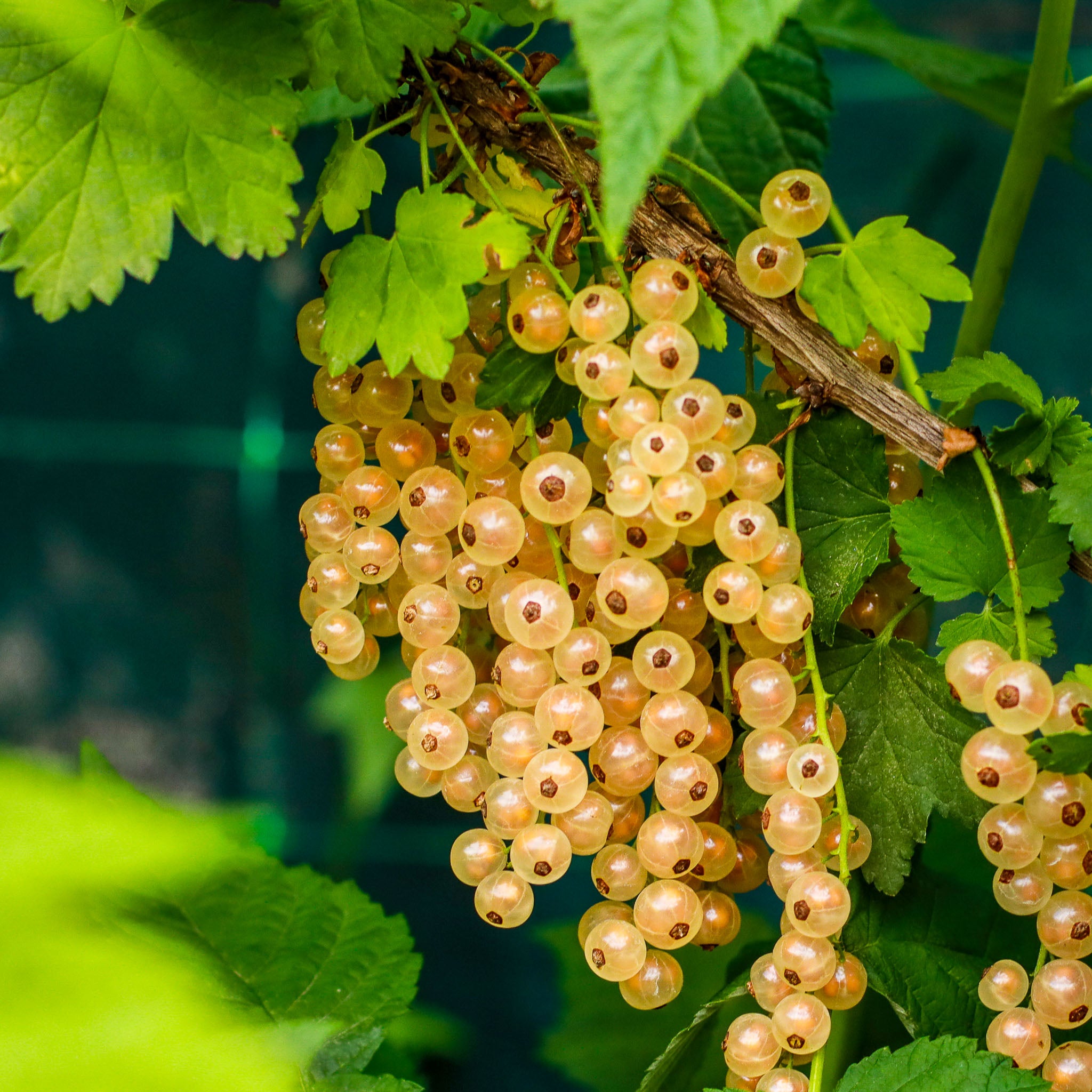 Weiße Johannisbeere 'Werdavia'