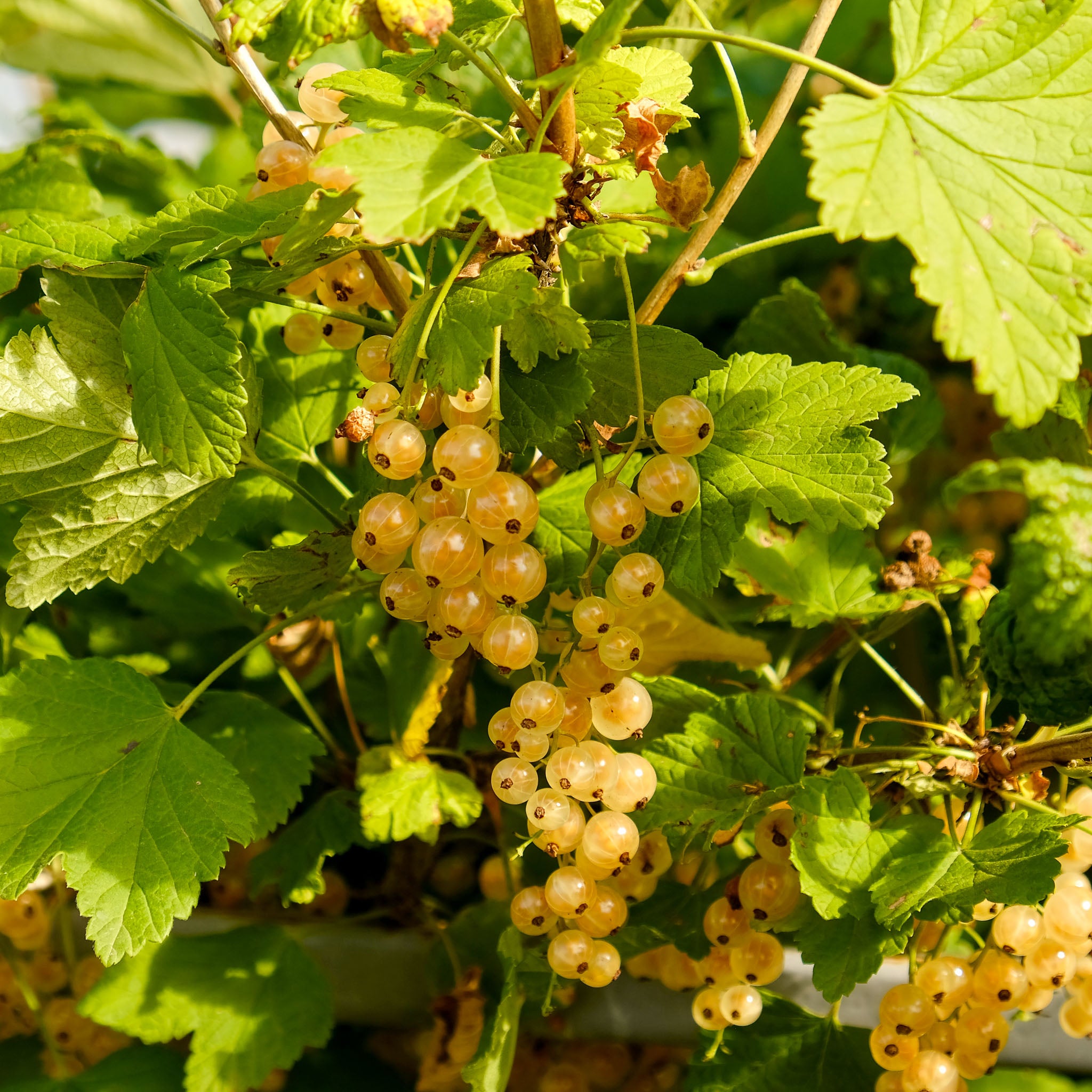Weiße Johannisbeere 'Werdavia'