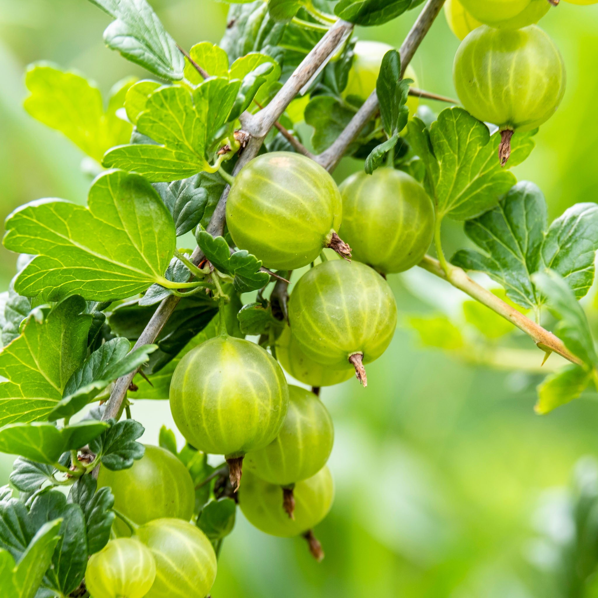 Stachelbeere 'Mucurines'