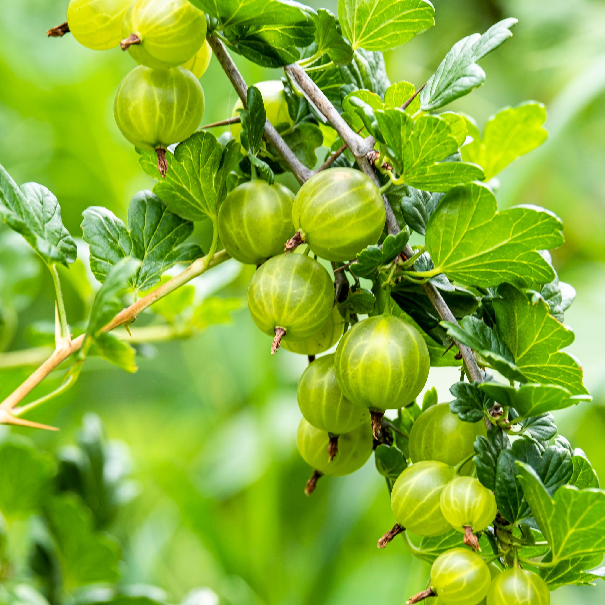 Stachelbeere 'Mucurines'