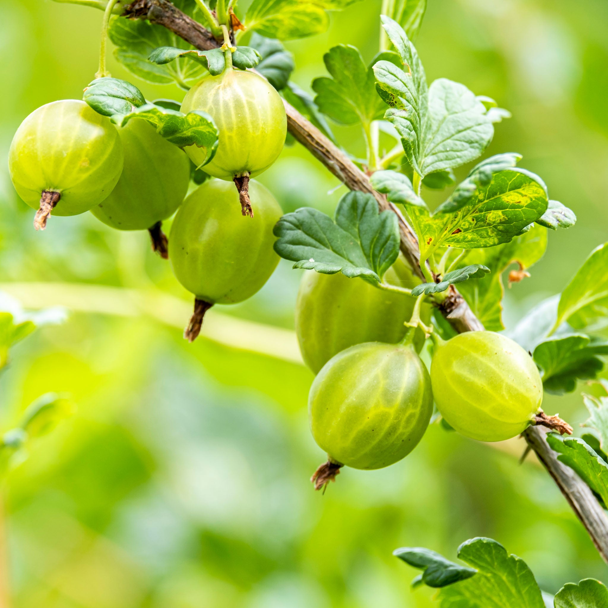 Stachelbeere 'Mucurines'
