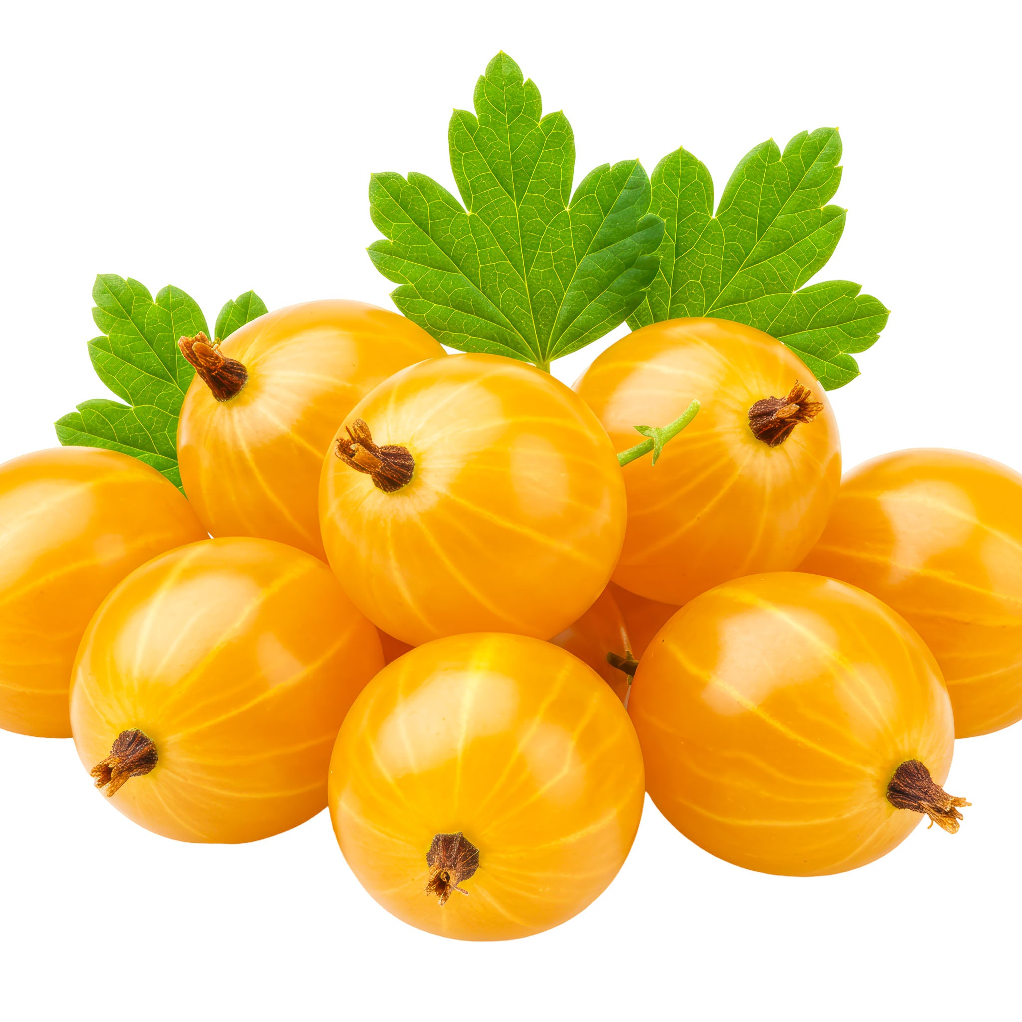 Stachelbeere 'Solemio'