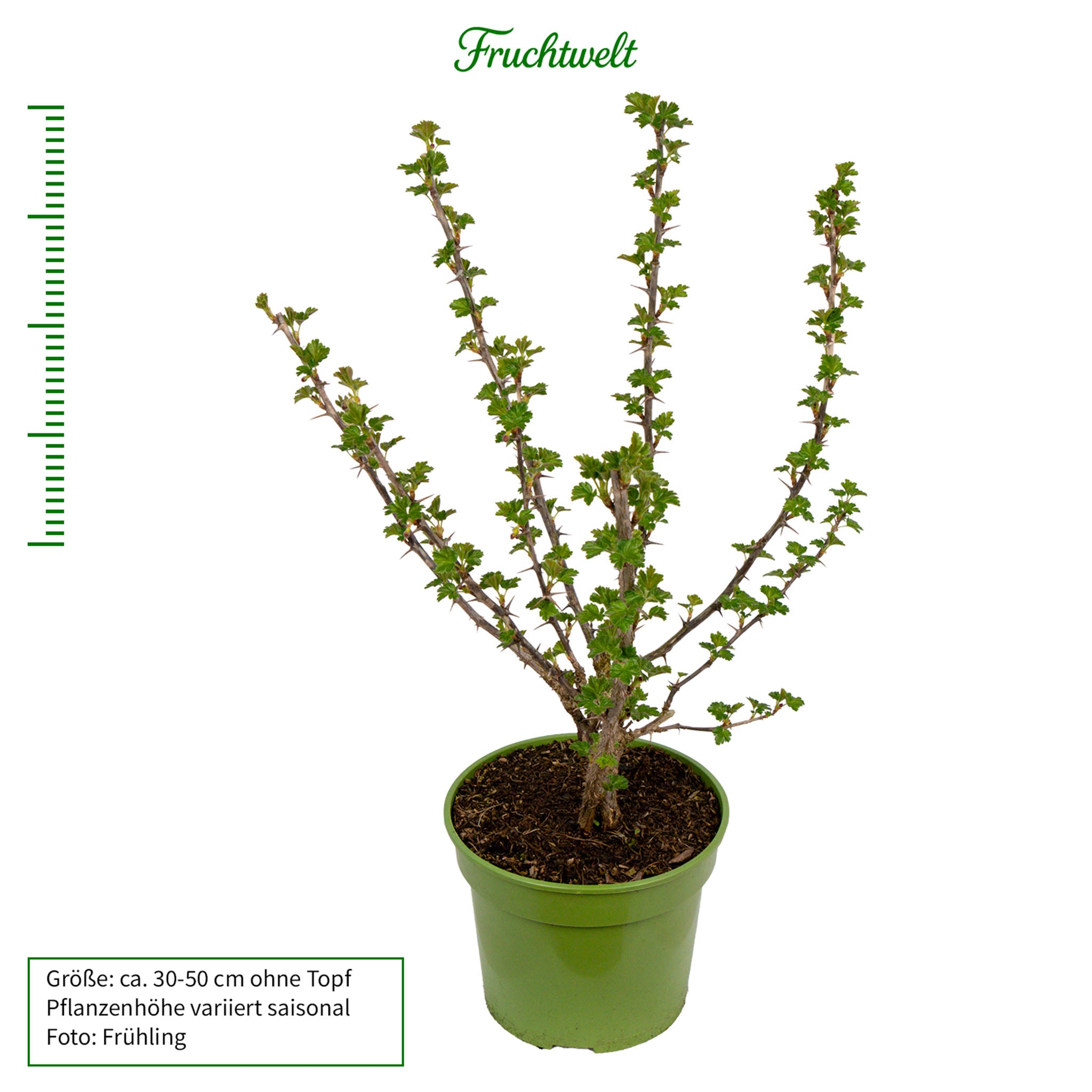 Stachelbeere 'Captivator'
