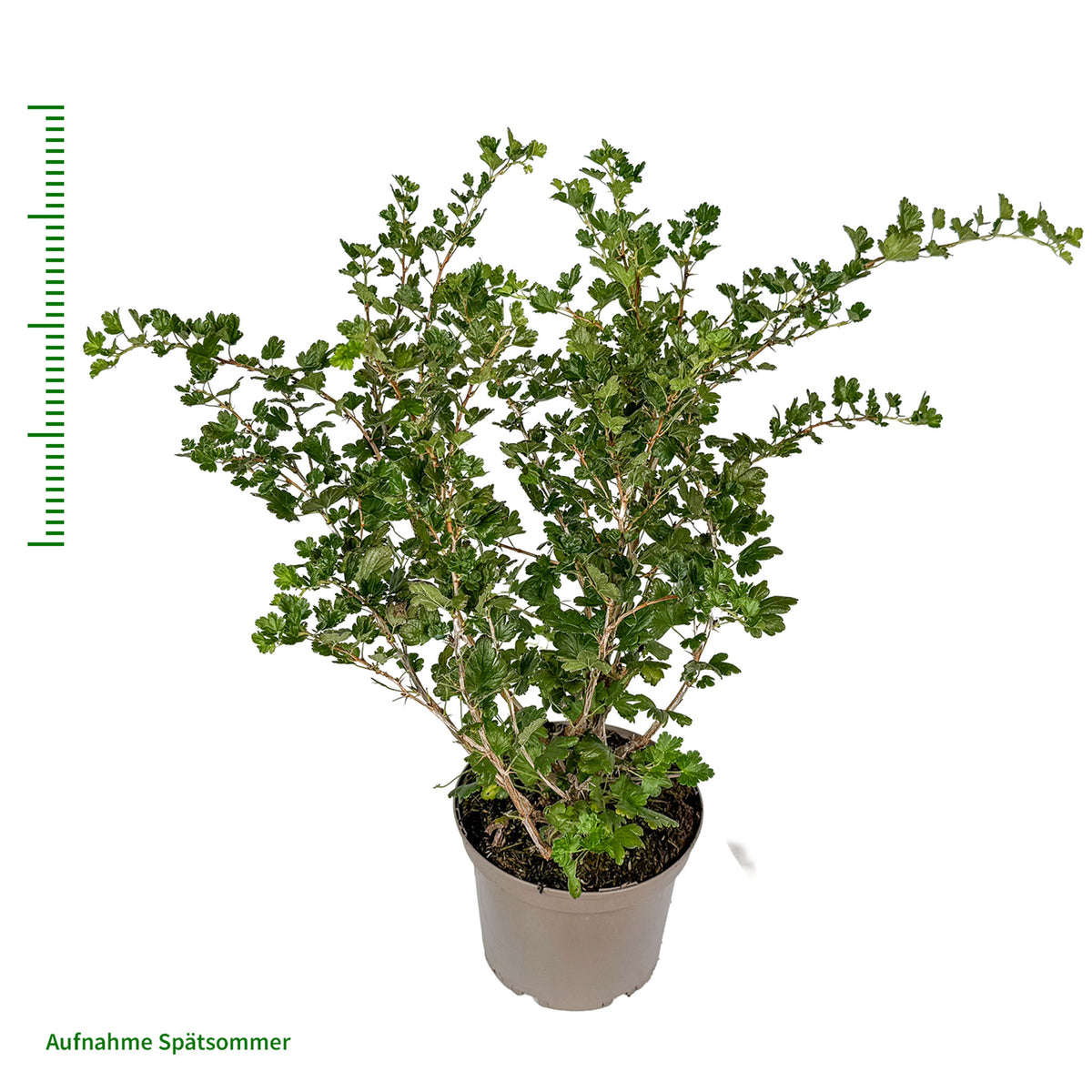 Stachelbeere 'Solemio'