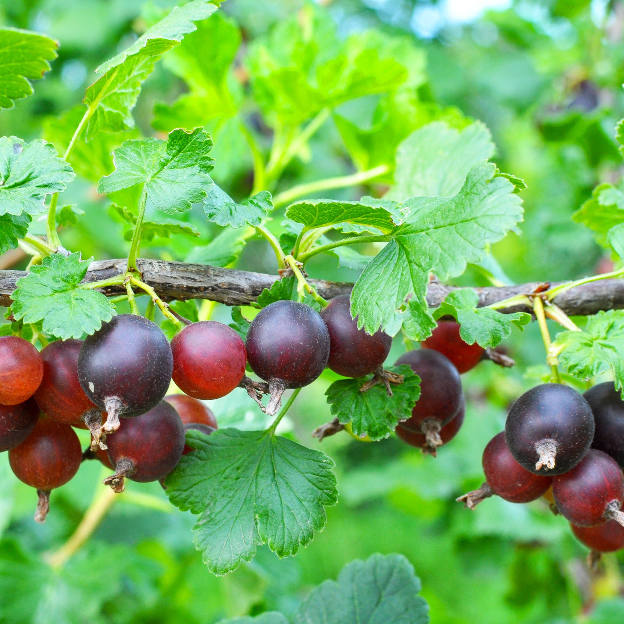 Jostabeere 'Jofruity®'