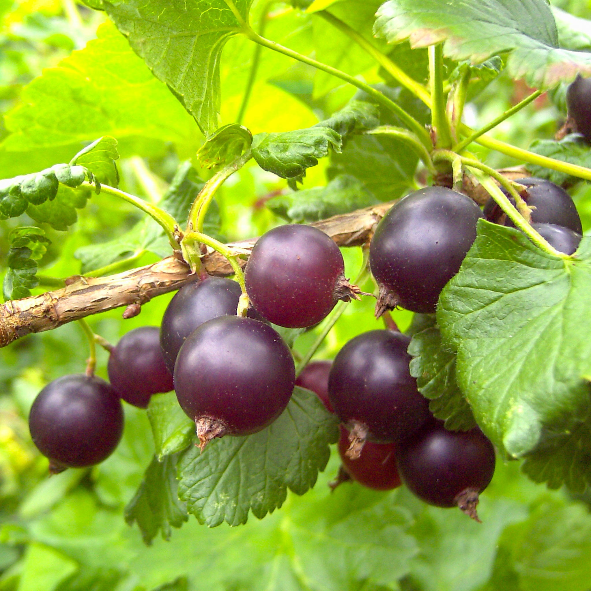 Jostabeere