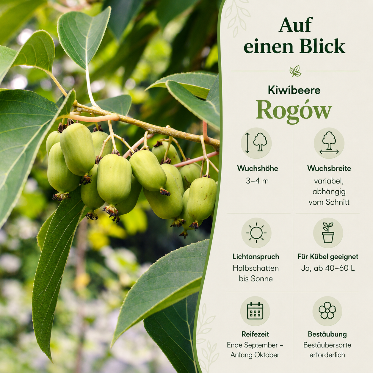 Kiwibeere 'Rogów'