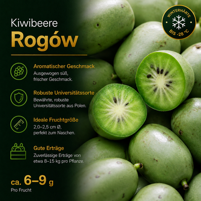 Kiwibeere 'Rogów'