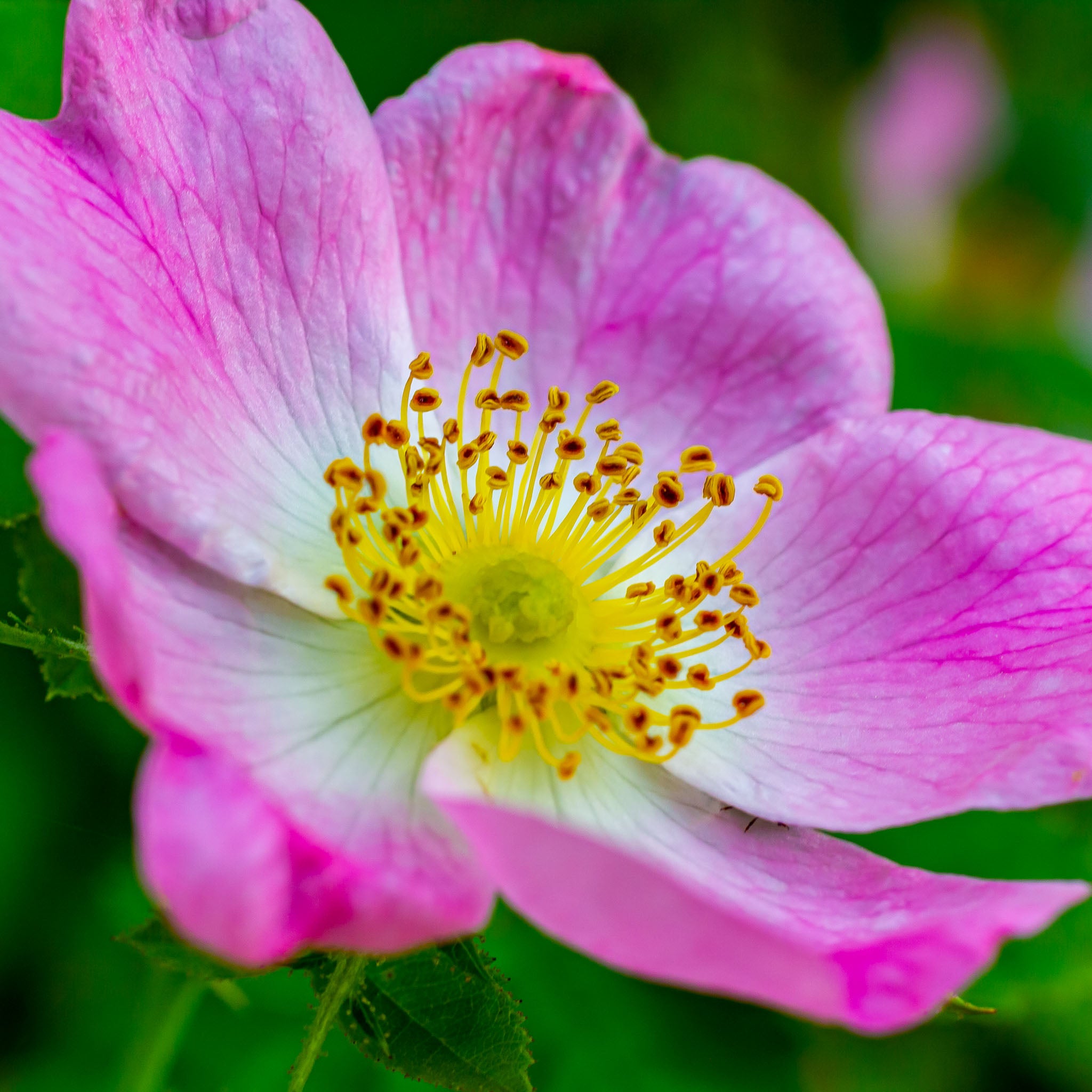 Hunds-Rose