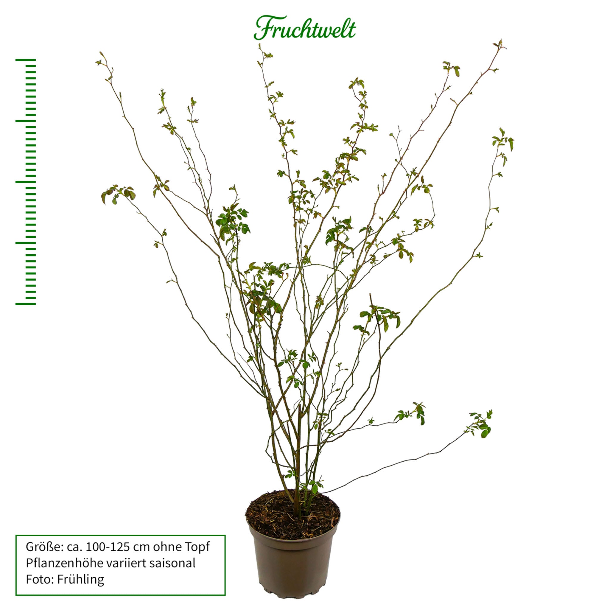 Hunds-Rose - Solitärstrauch