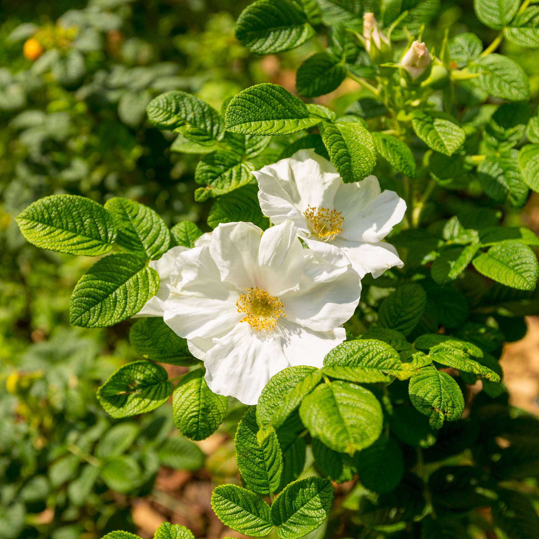 Apfel-Rose 'Alba'
