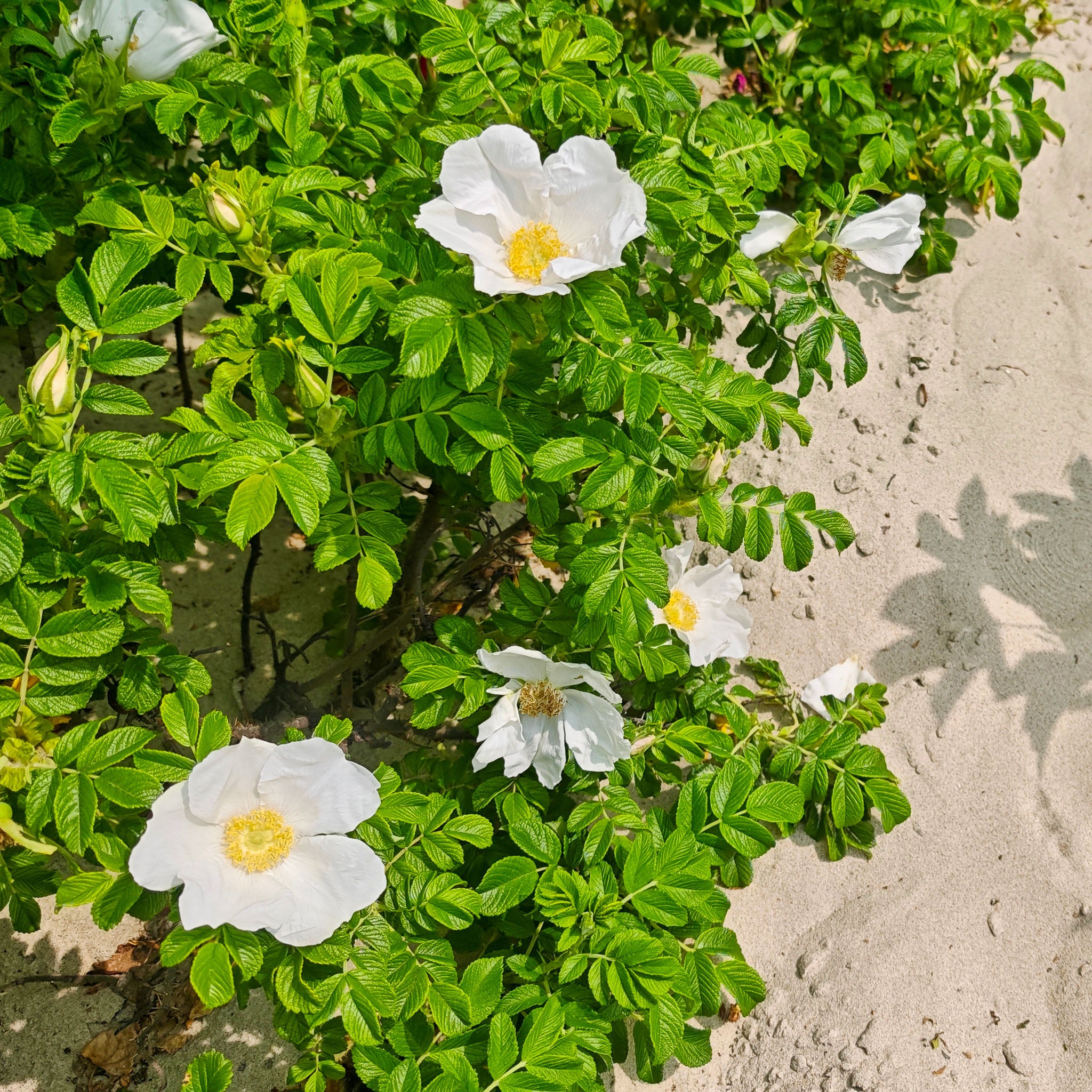 Apfel-Rose 'Alba'