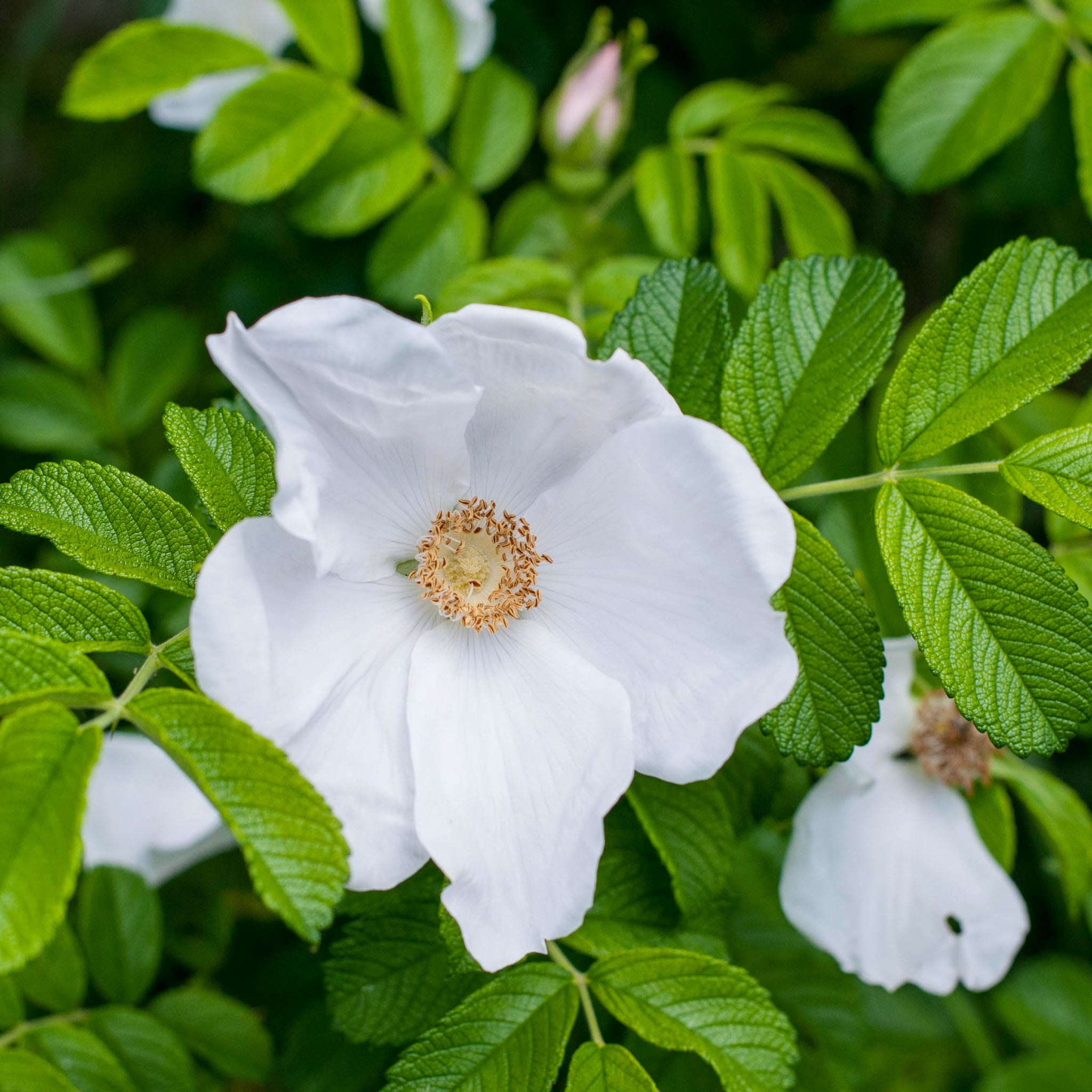 Apfel-Rose 'Alba'