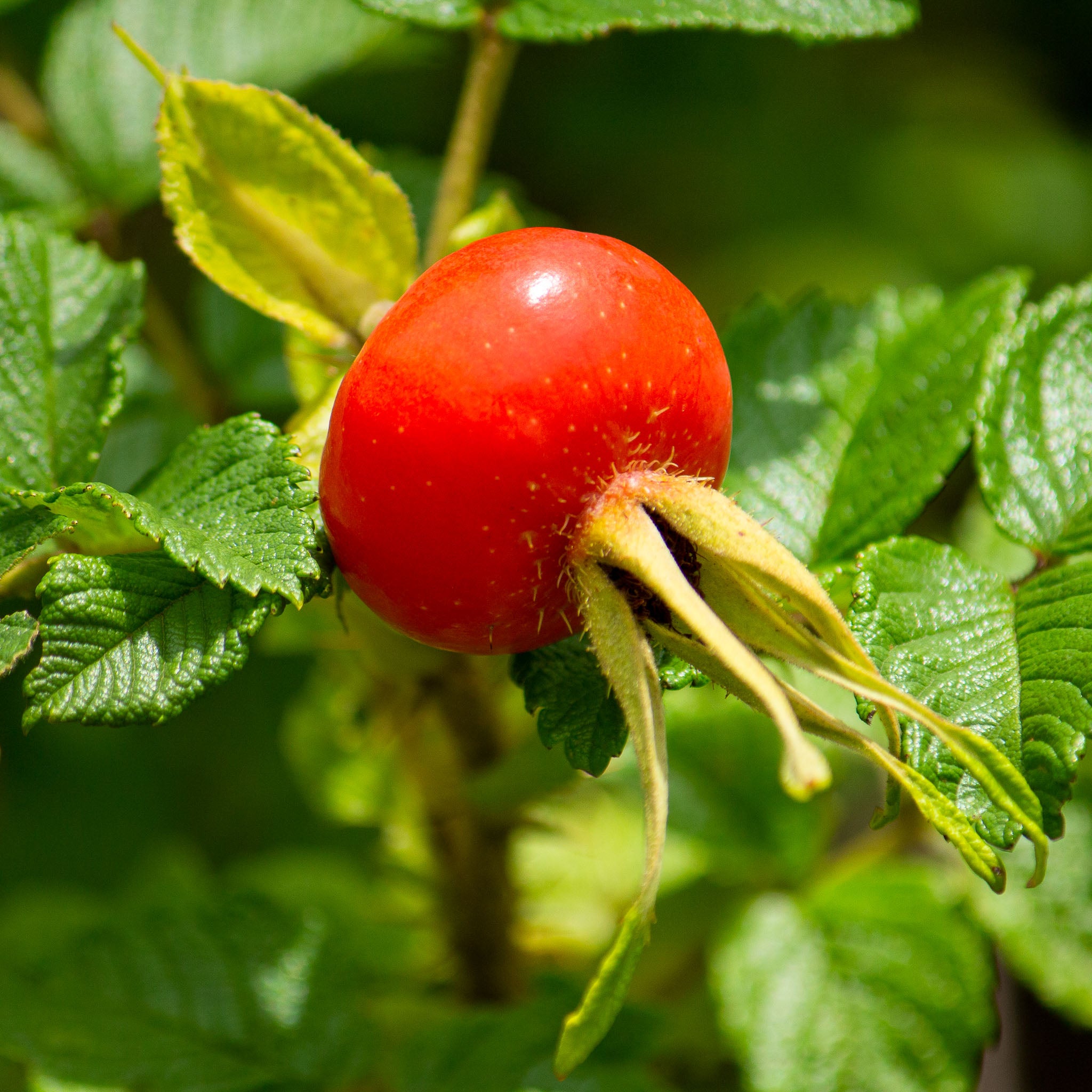 Apfel-Rose 'Alba'