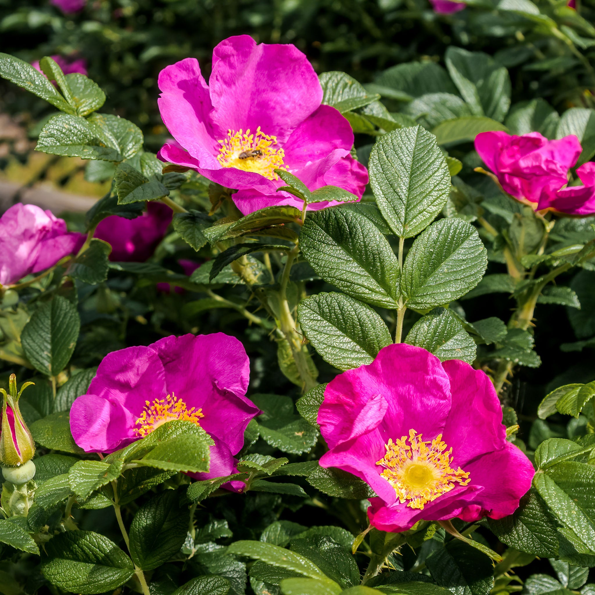 Apfel-Rose 'Rubra'