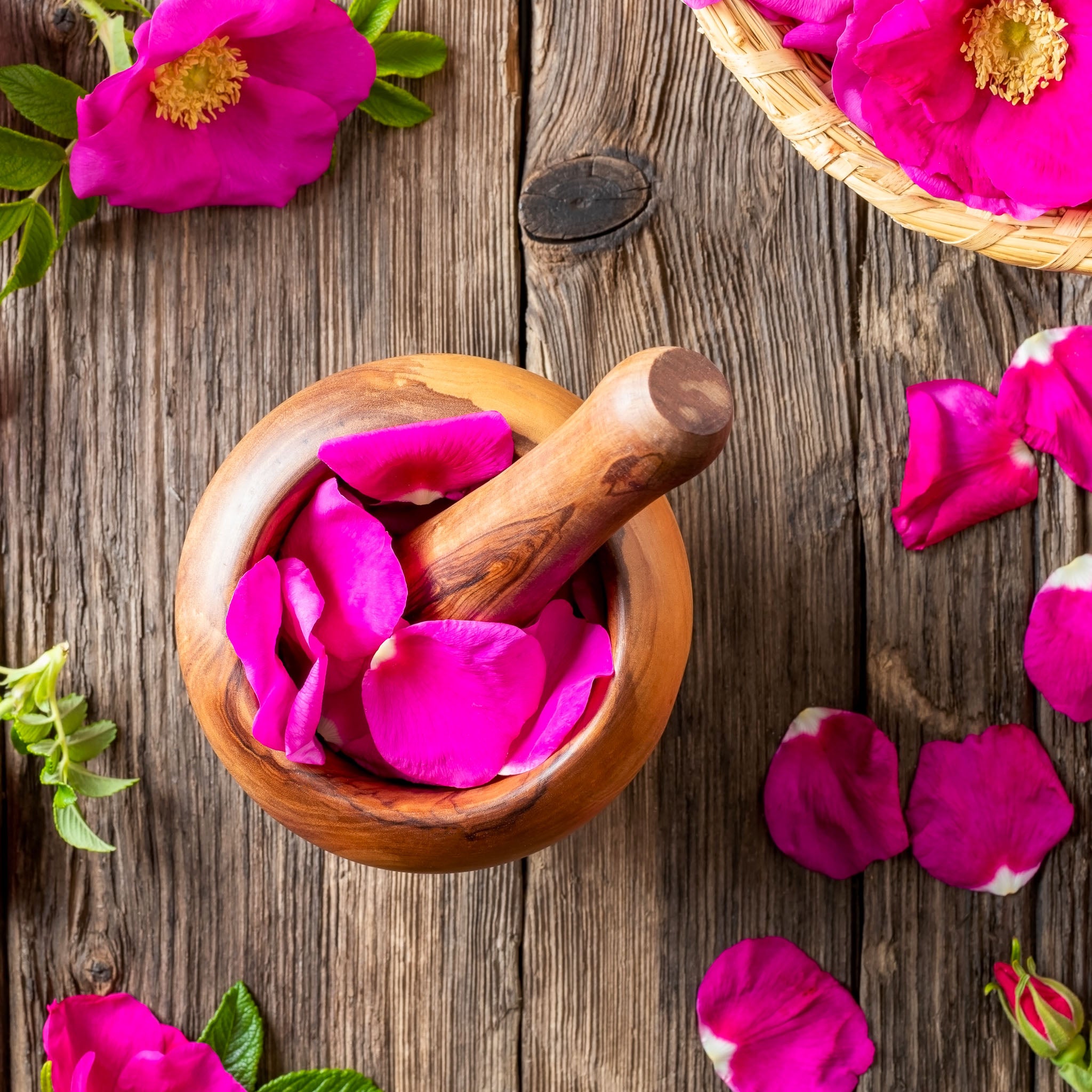 Apfel-Rose 'Rubra'