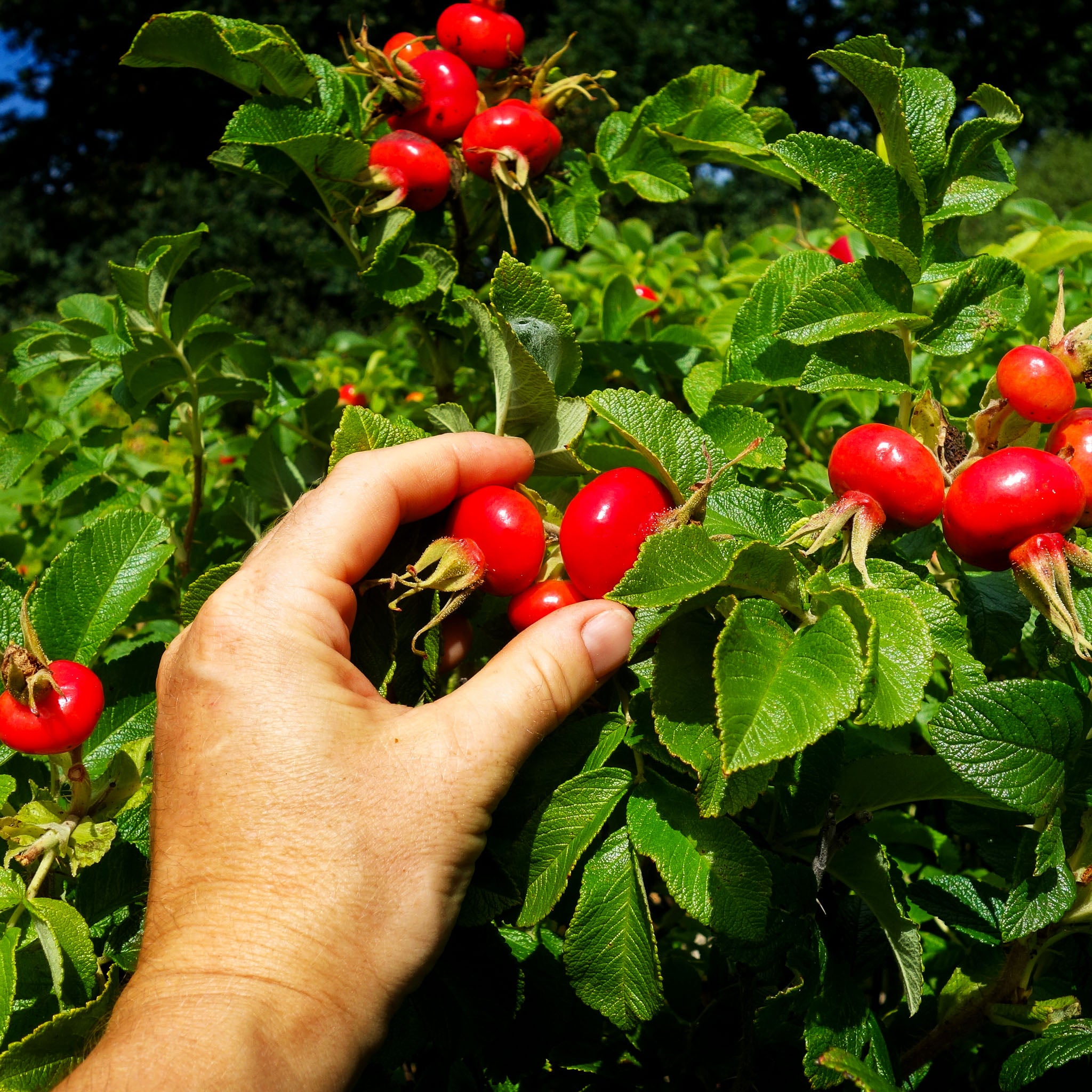 Apfel-Rose 'Rubra'