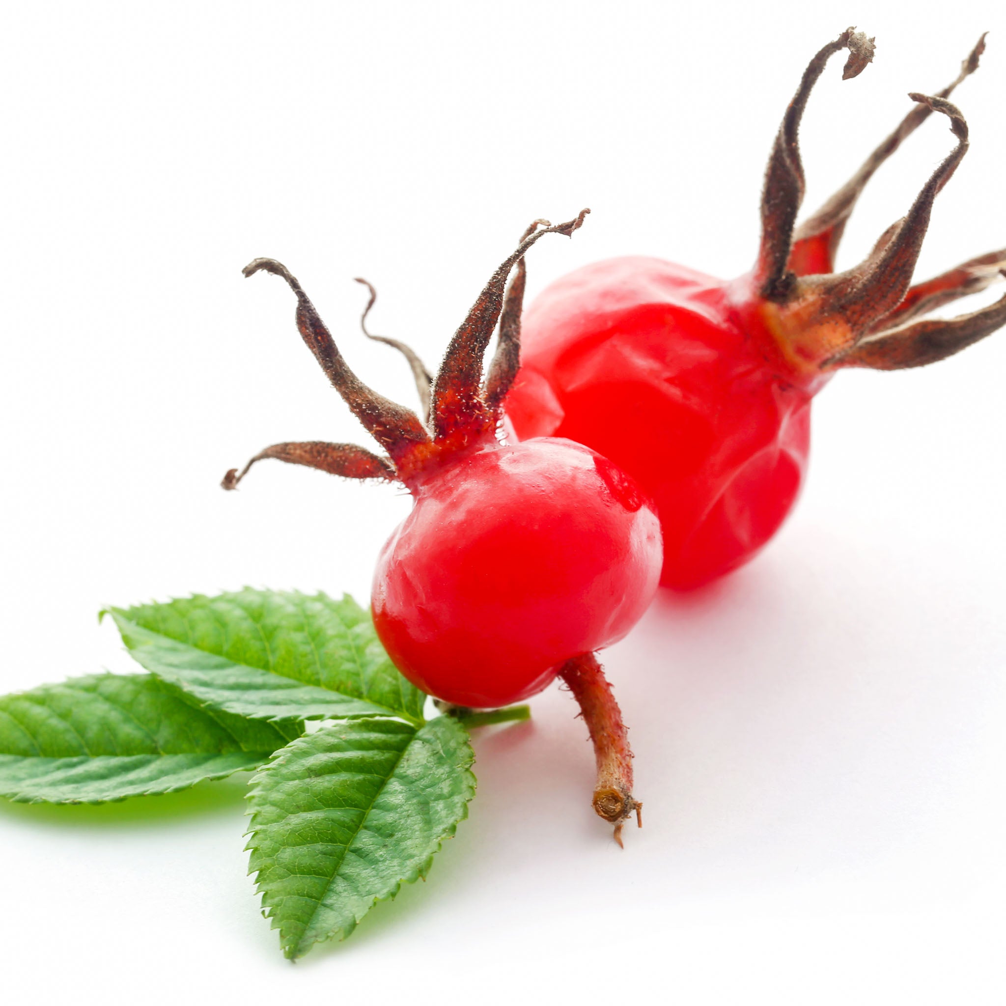 Apfel-Rose 'Rubra'