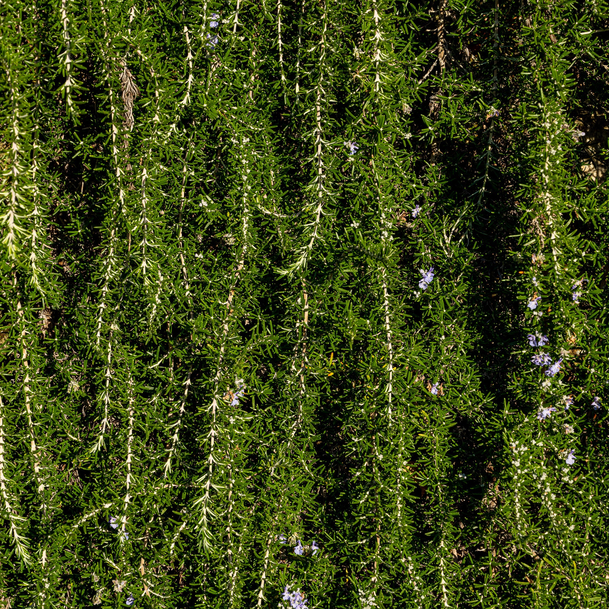 Kriechender Rosmarin 'Prostratus'