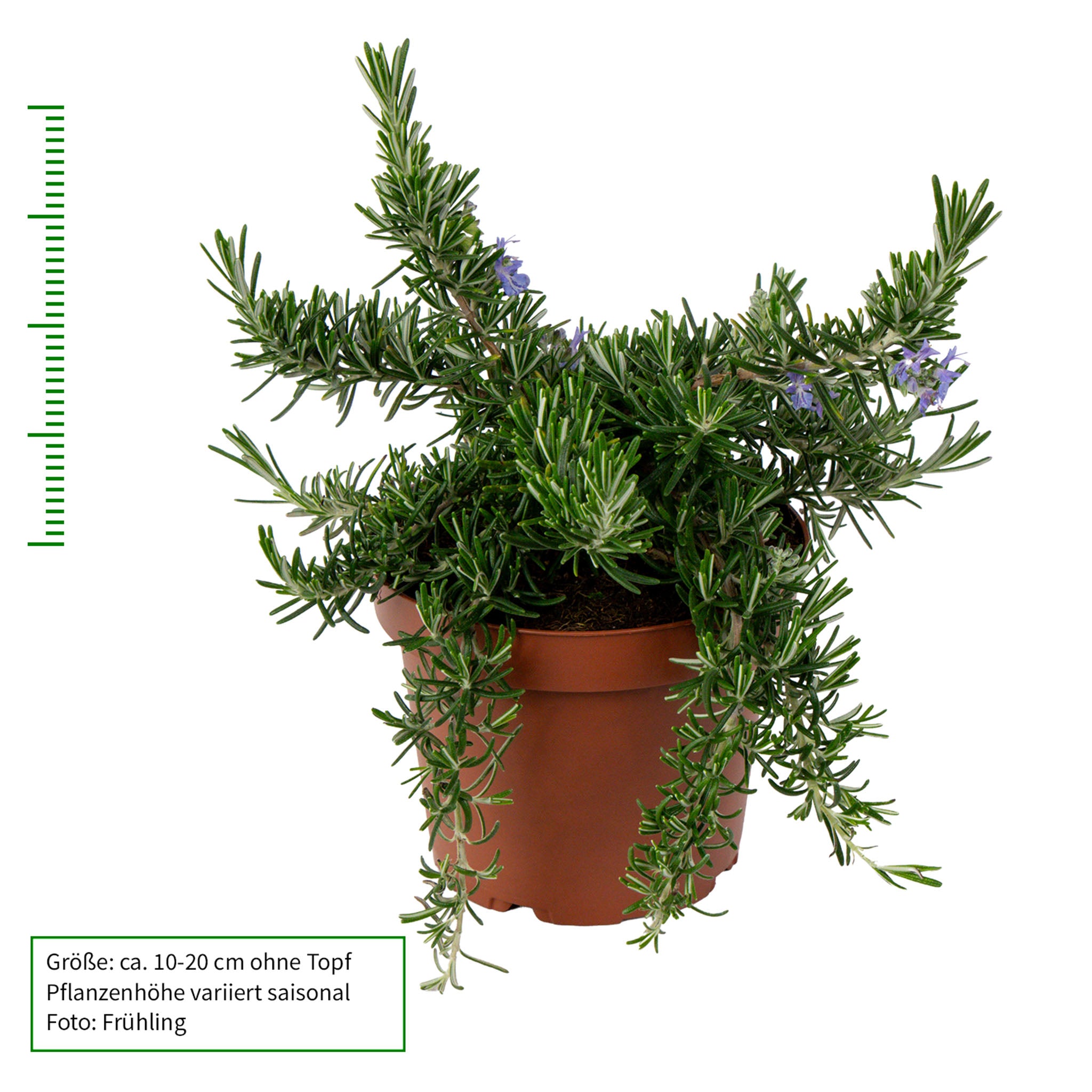 Kriechender Rosmarin 'Prostratus'