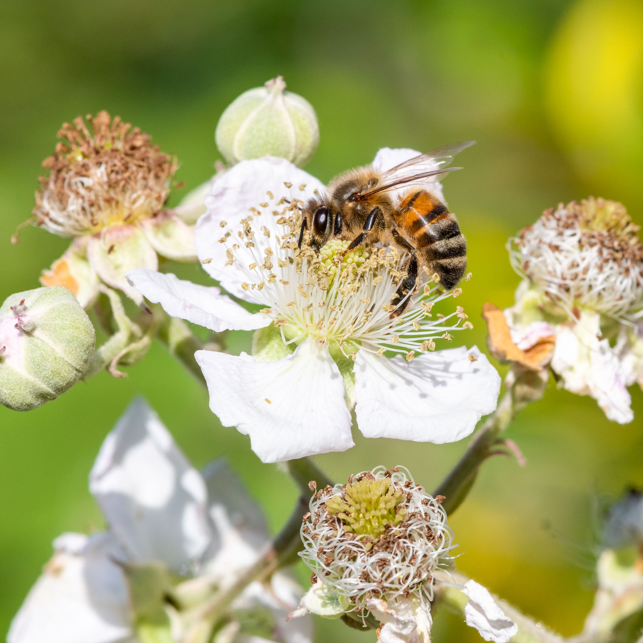 Brombeere 'Thornless Evergreen'
