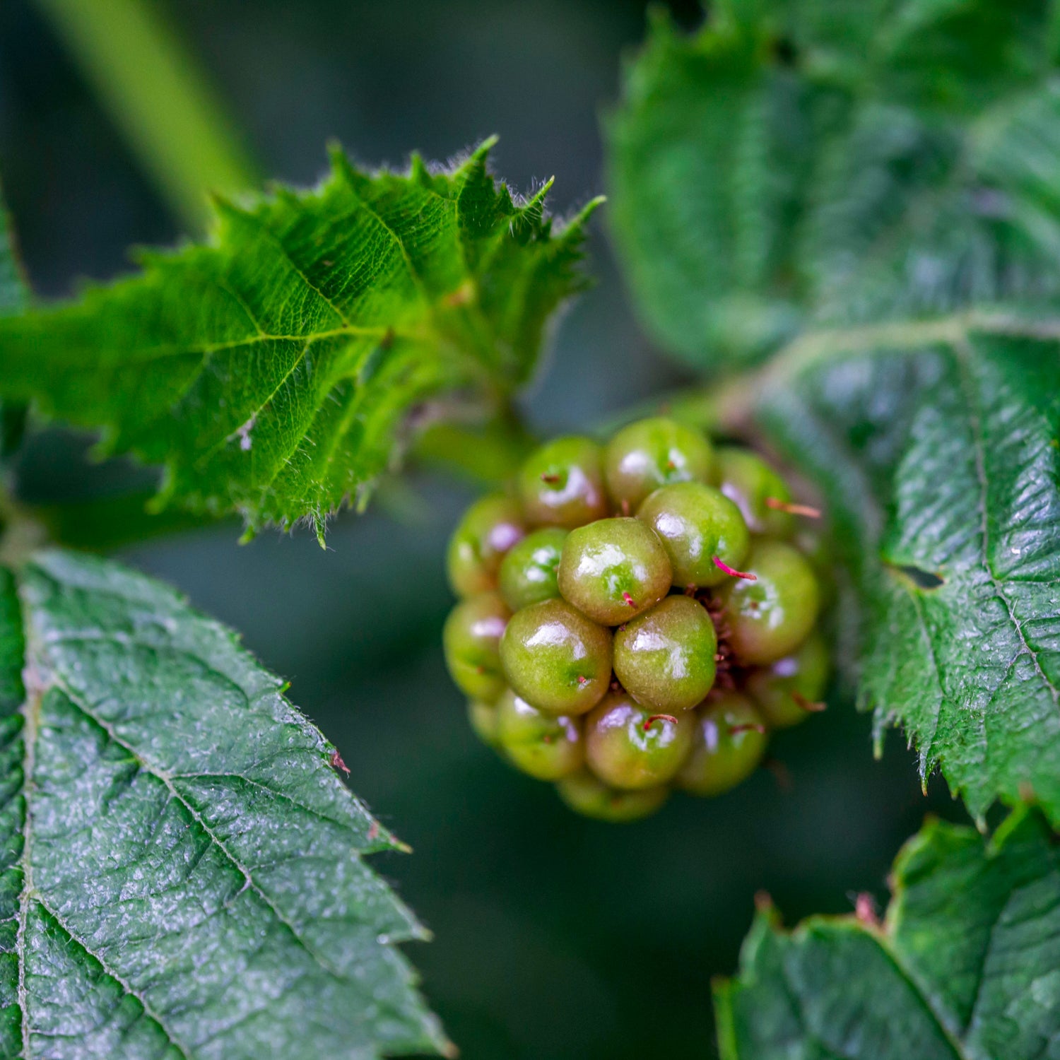 Arktische Himbeere 'Beata'